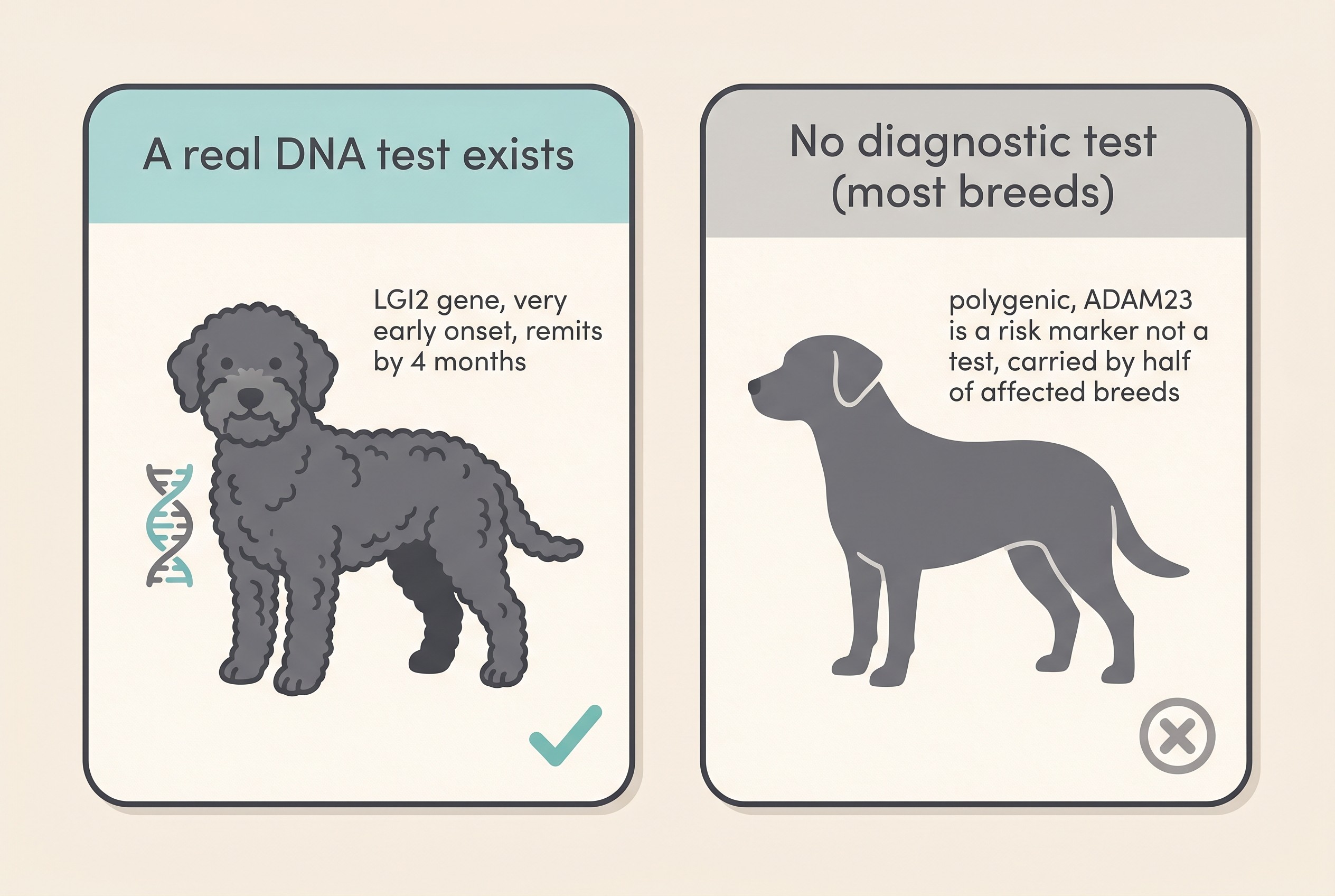 A simple flat infographic on a cream background contrasting two cards: on the left, a card titled "A real DNA test exists" showing the Lagotto Romagnolo with notes "LGI2 gene, very early onset, remits by 4 months"; on the right, a card titled "No diagnostic test (most breeds)" with notes "polygenic, ADAM23 is a risk marker not a test, carried by half of affected breeds"