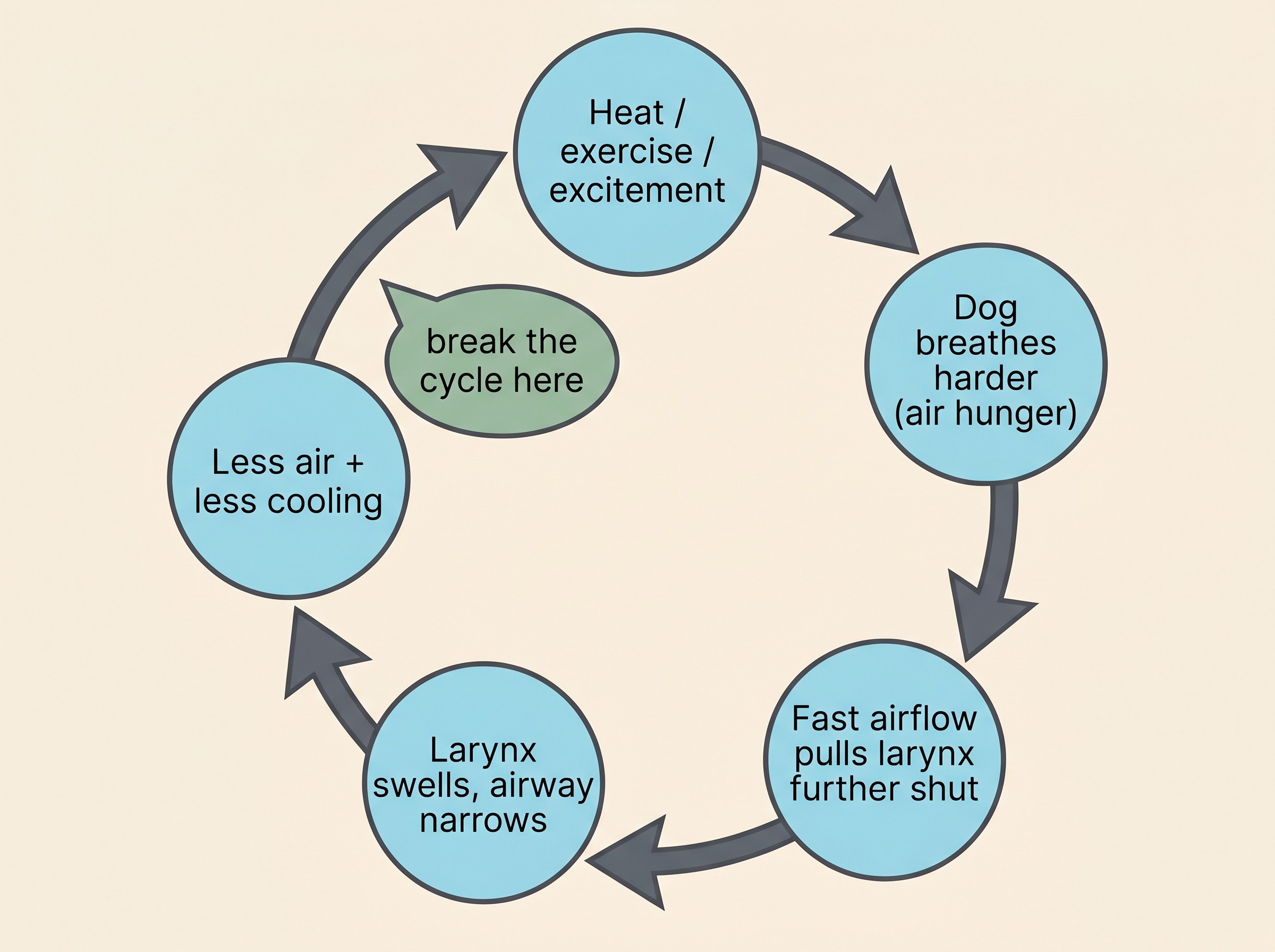 A simple circular diagram showing the laryngeal-paralysis vicious cycle: effort and heat lead to faster airflow, faster airflow pulls the larynx further shut, the narrowed larynx swells, less air gets through and less cooling happens, which drives more effort, looping back to the start