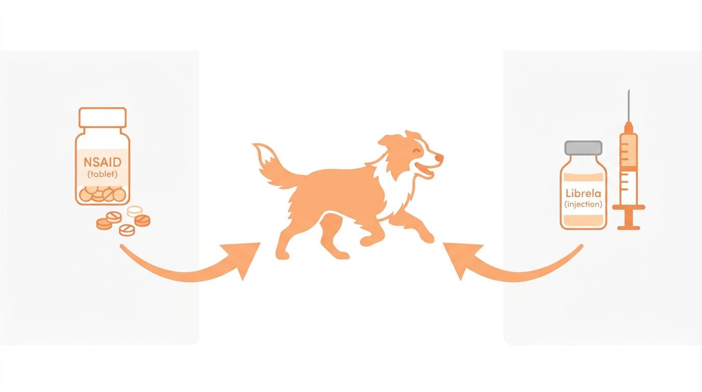 A simple side-by-side illustration: oral tablets on one side, an injection vial on the other, both leading to the same happy moving dog, soft orange and white flat design