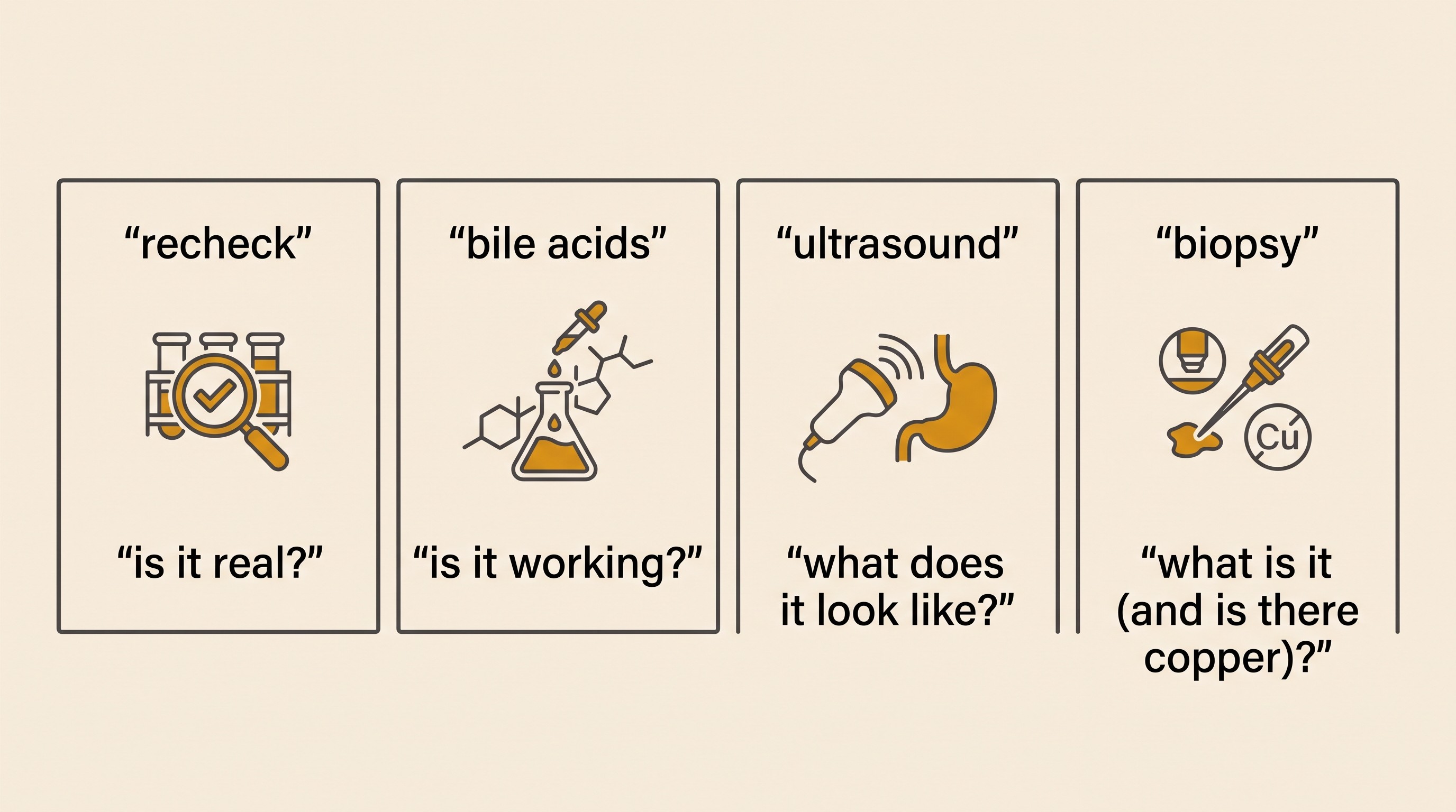A flat-vector diagram showing what each rung answers, recheck is it real, bile acids is it working, ultrasound what does it look like, biopsy what is it under the microscope, on cream with charcoal and amber