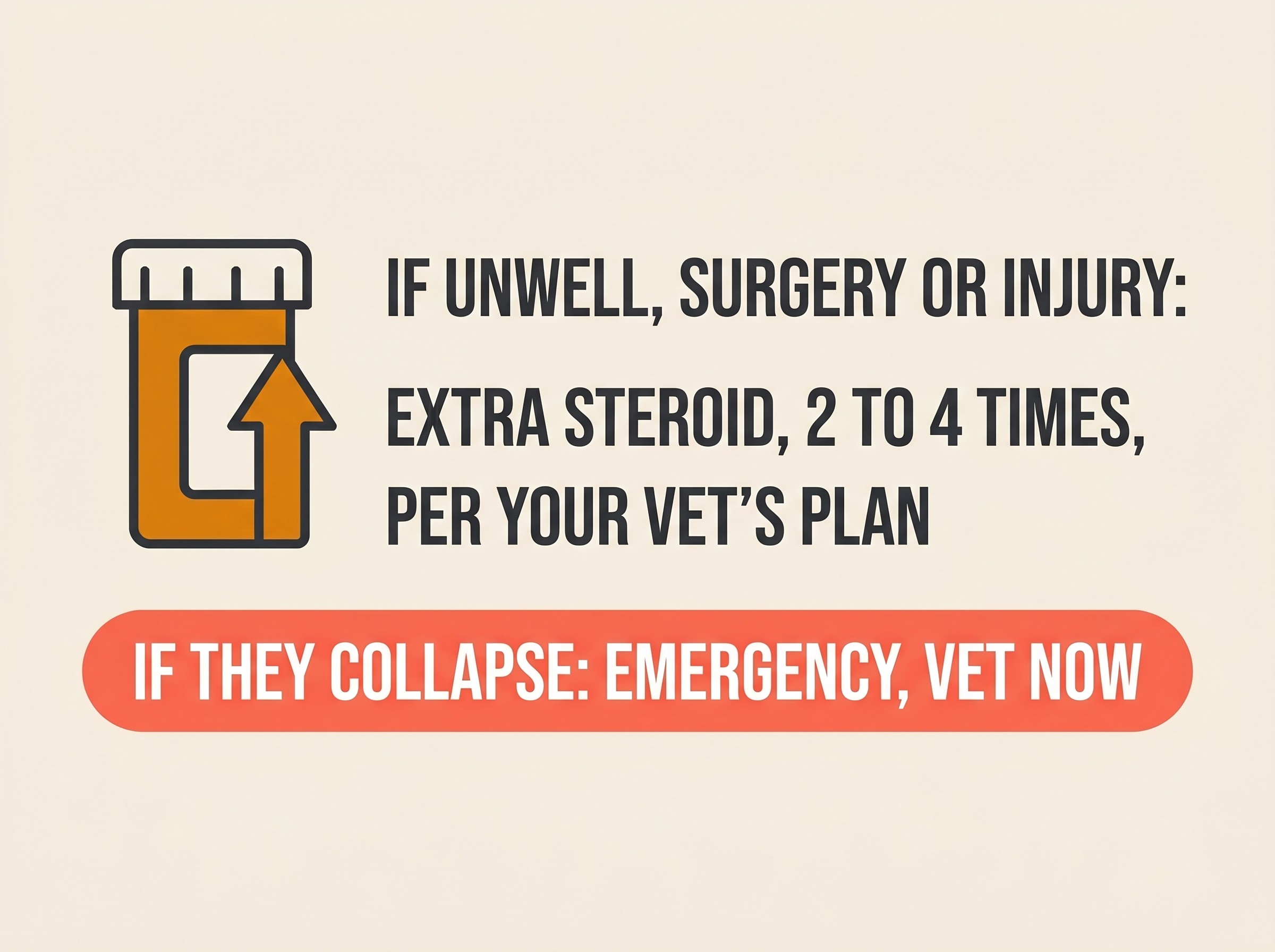 A keep-this-handy card: a pill bottle with an upward arrow reading give extra steroid two to four times per your vet's plan, with a coral strip reading if they collapse, vet now