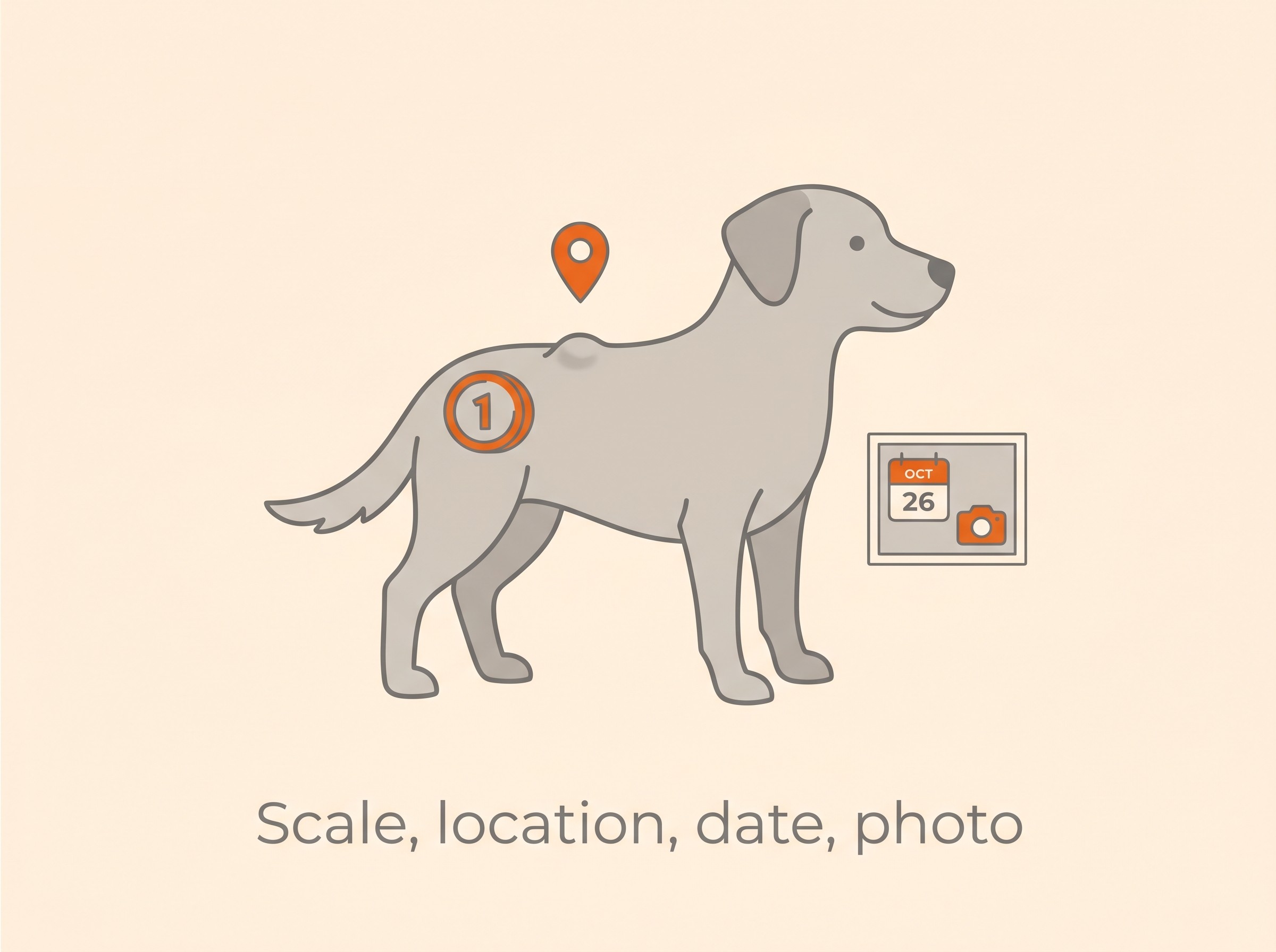 Note the size of a lump across its widest point with a coin or ruler for scale, mark the exact location on the body, date a photograph, and log it so your vet can see whether it is growing.