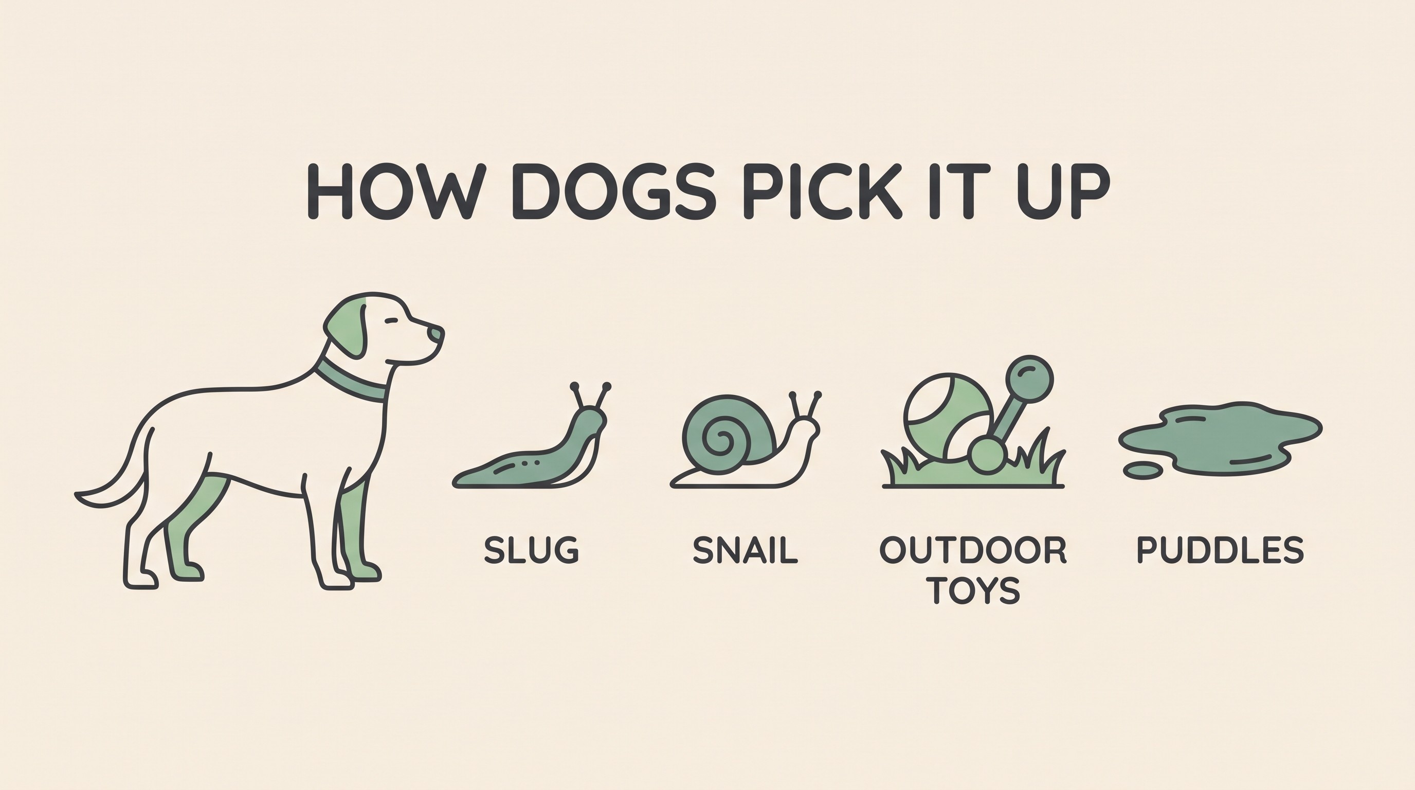 An icon strip showing how dogs pick up lungworm: a slug, a snail, an outdoor toy on grass and a puddle, beside a calm dog, flat vector on warm cream with a sage-green accent.