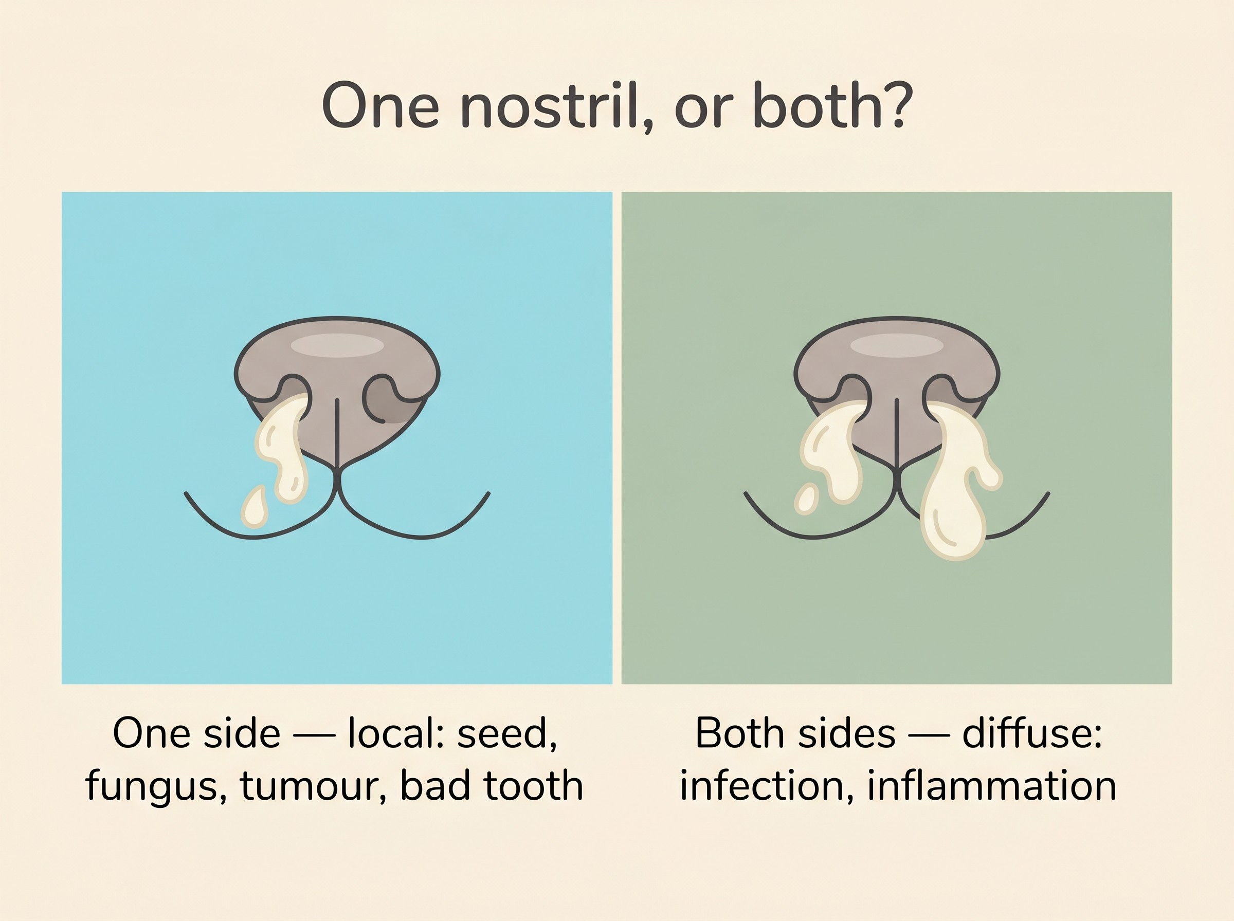 A clean flat-vector explainer on cream comparing one runny nostril against two, headed “One nostril, or both?”, with the one-sided side labelled “local: seed, fungus, tumour, bad tooth” and the two-sided side labelled “diffuse: infection, inflammation”