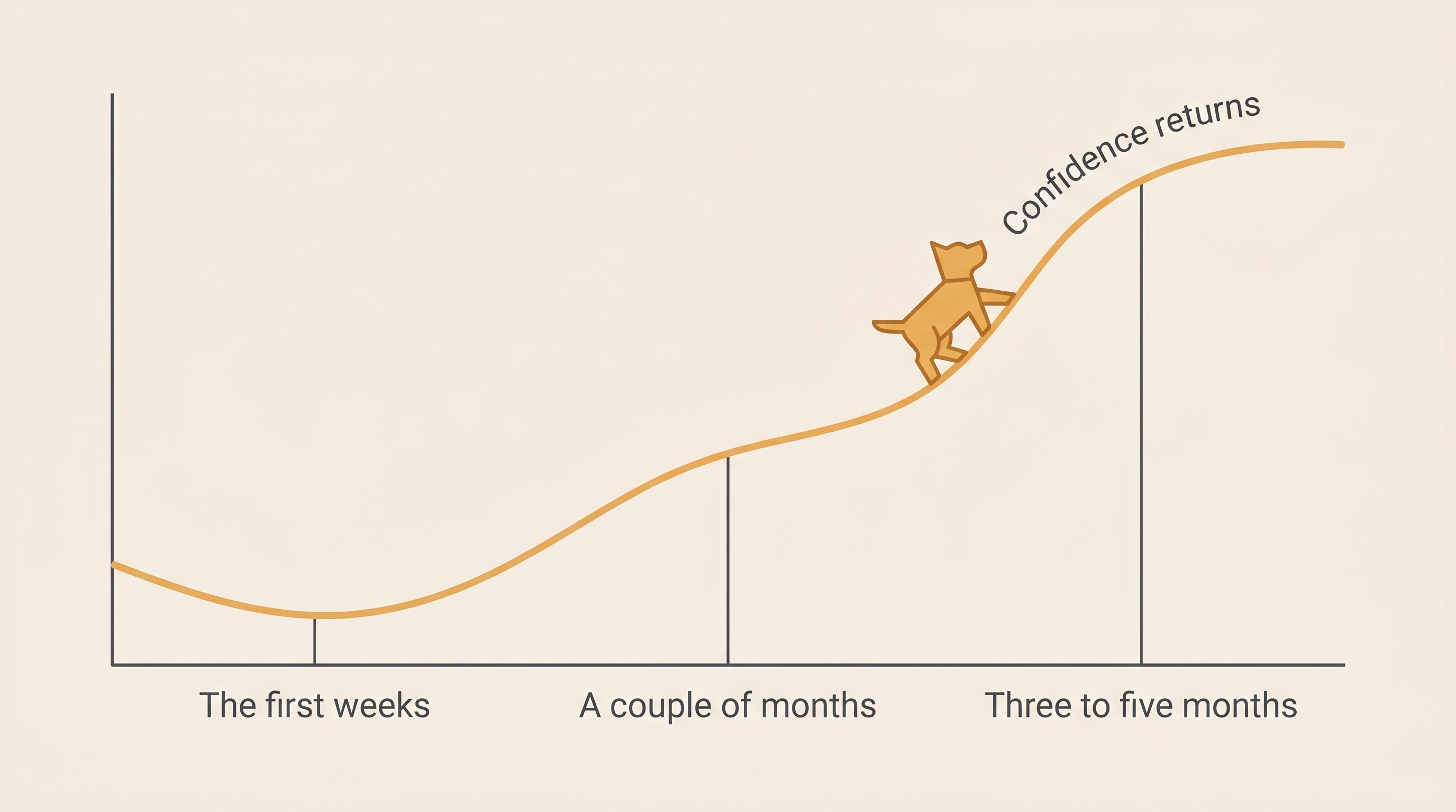A gentle line rising from a low dip through three stages labelled the first weeks, a couple of months and three to five months, showing a pet's confidence returning over time