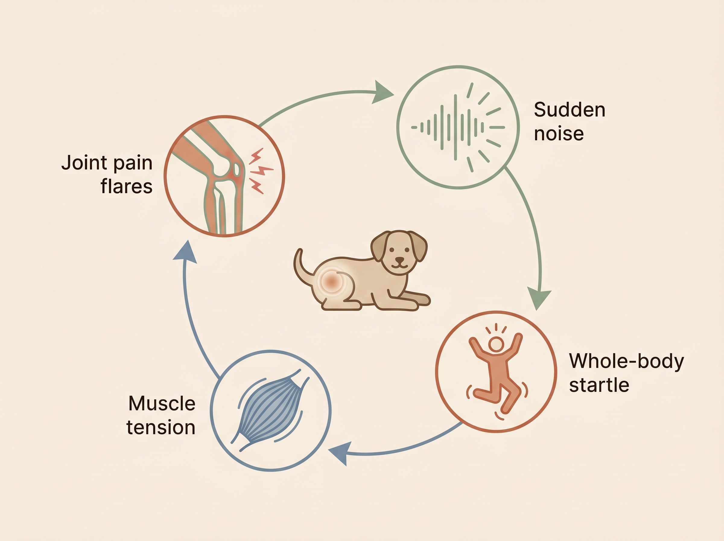Diagram of the startle, muscle-tension and pain loop that links a sudden noise to a flare of joint pain in a dog with sore hips
