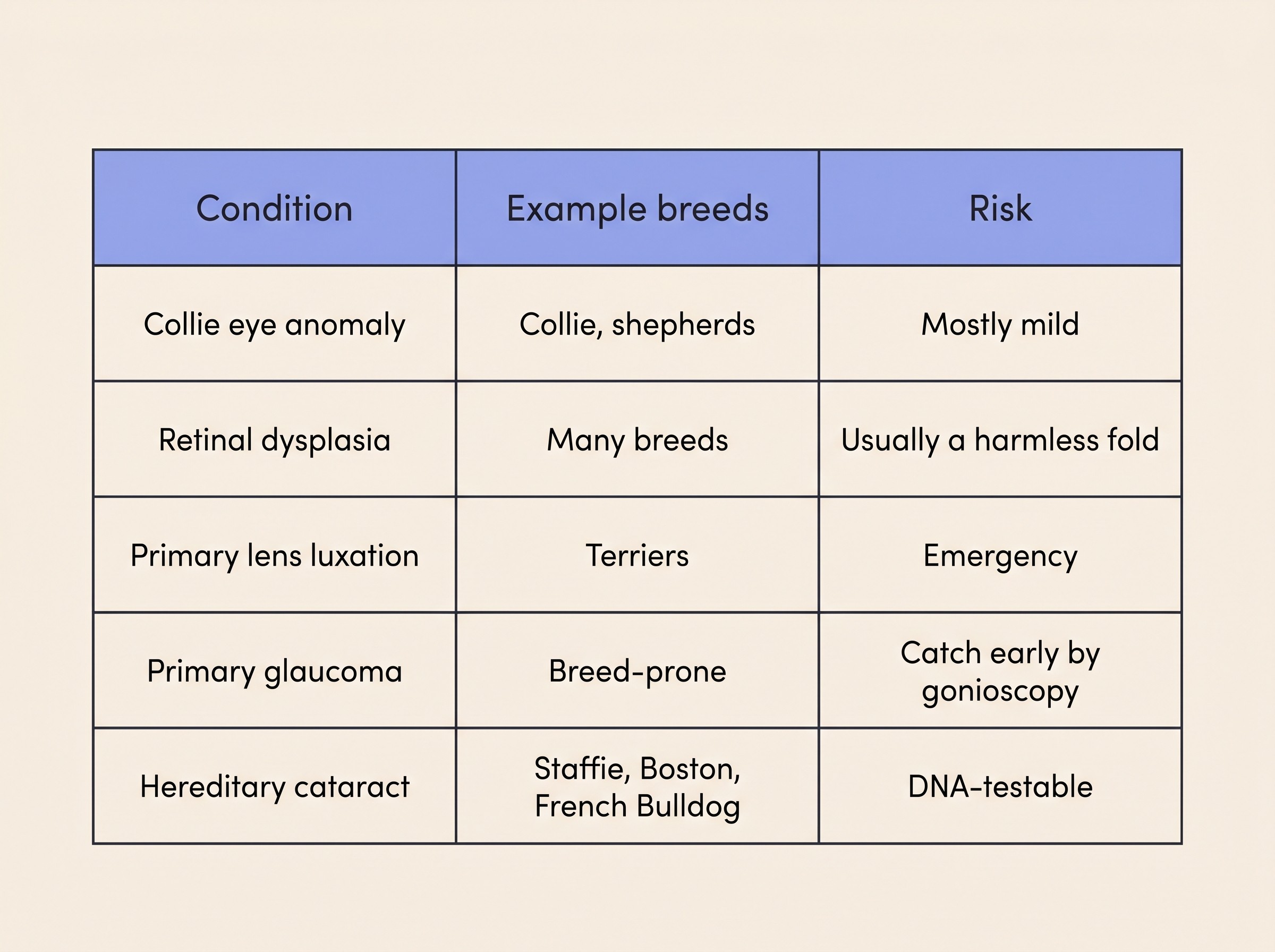 A clean reference panel on a cream background pairing each condition with example breeds and a simple risk badge: collie eye anomaly with collie and shepherd breeds marked mostly mild; retinal dysplasia marked usually a harmless fold; primary lens luxation with terrier breeds marked emergency; breed-prone primary glaucoma marked catch it early by gonioscopy; hereditary cataract with Staffordshire Bull Terrier, Boston Terrier and French Bulldog marked DNA-testable