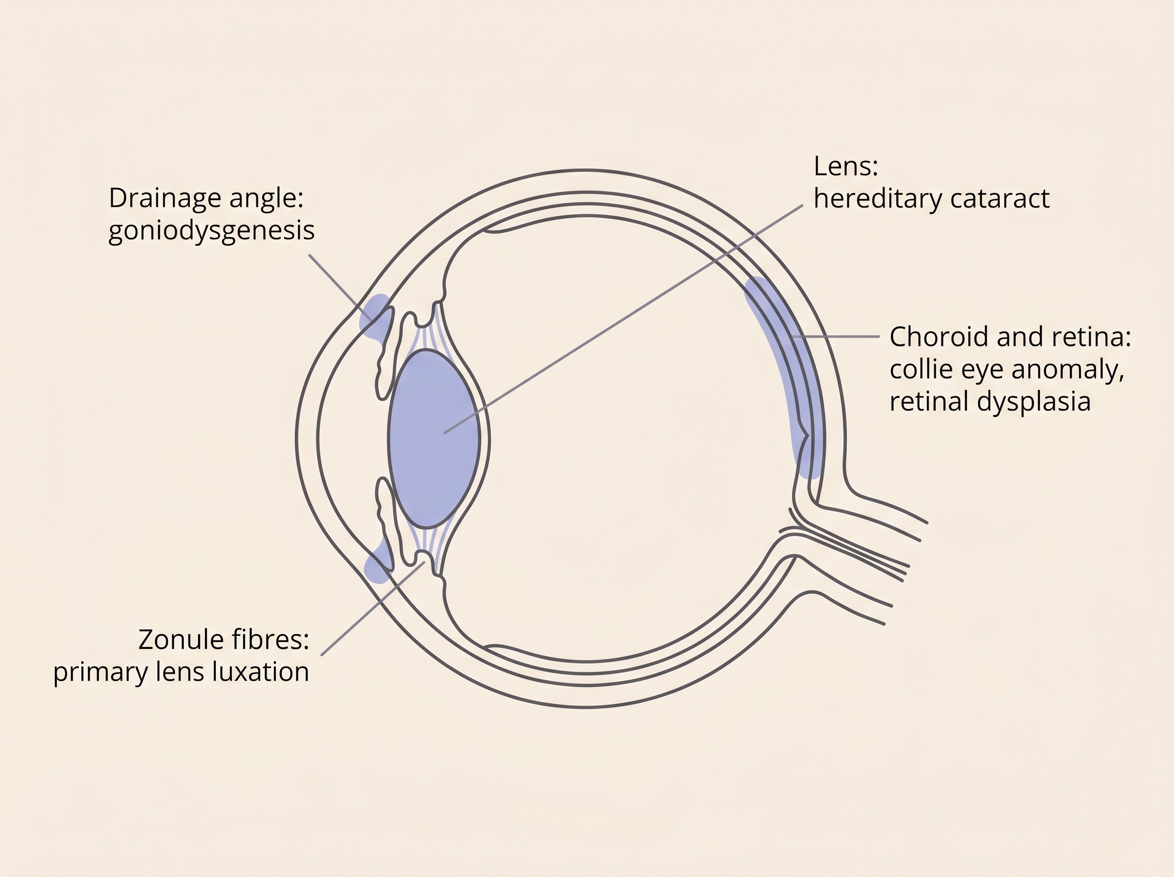 A simple flat diagram of a dog's eye on a cream background, labelling where each inherited condition sits: the choroid and retina at the back for collie eye anomaly and retinal dysplasia, the zonule fibres holding the lens for primary lens luxation, the drainage angle for goniodysgenesis, and the lens itself for hereditary cataract