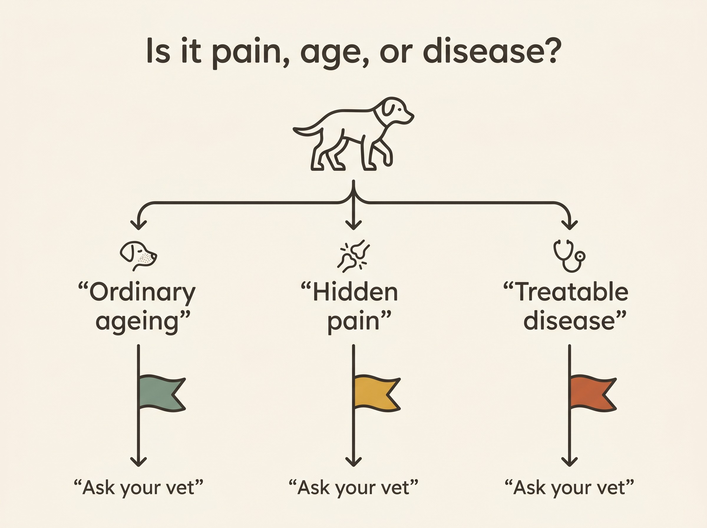 A simple three-way decision aid titled "Is it pain, age, or disease?" with a slowing older pet at the top and three branching paths labelled "ordinary ageing", "hidden pain" and "treatable disease", each listing typical signs and ending in the same prompt: ask your vet.