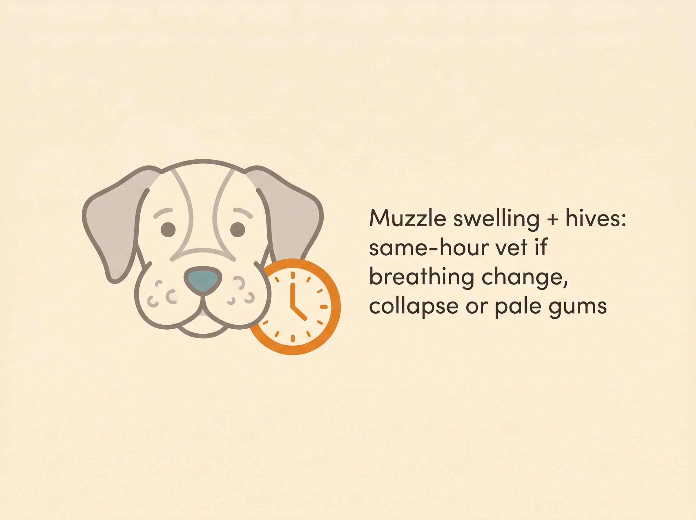 Muzzle swelling and hives after a sting or vaccine, with a note on when to see a vet straight away