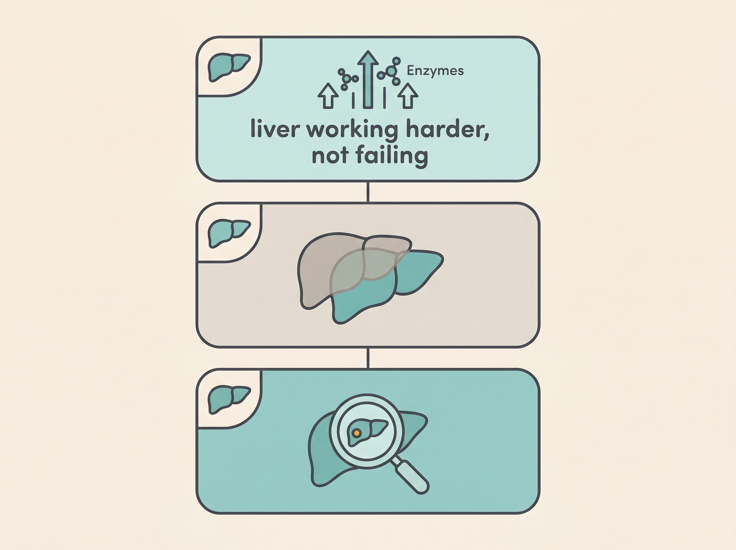 A three-tier diagram explaining the phenobarbital liver question: tier one shows raised ALP and ALT from enzyme induction labelled "liver working harder, not failing"; tier two shows that induction and early injury cannot always be cleanly separated; tier three shows rare serious hepatotoxicity caught by monitoring, on a calm cream background