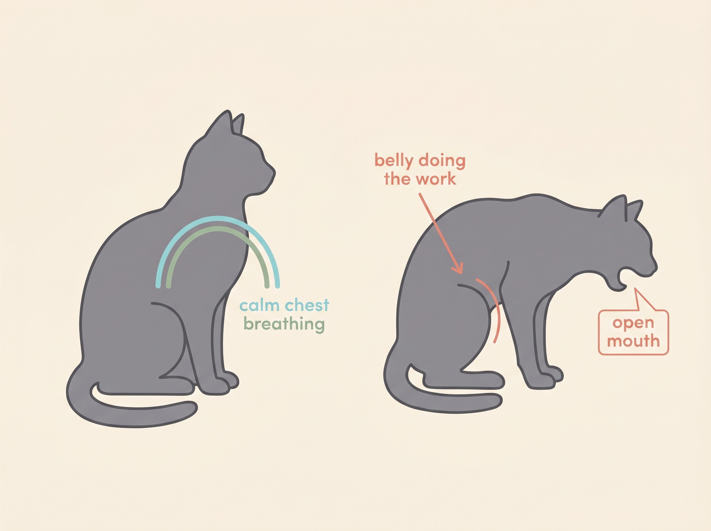 Flat-vector side-by-side of a cat breathing calmly with a gentle chest movement next to a cat in distress, head and neck stretched out, mouth open and belly heaving, the emergency posture, with short labels