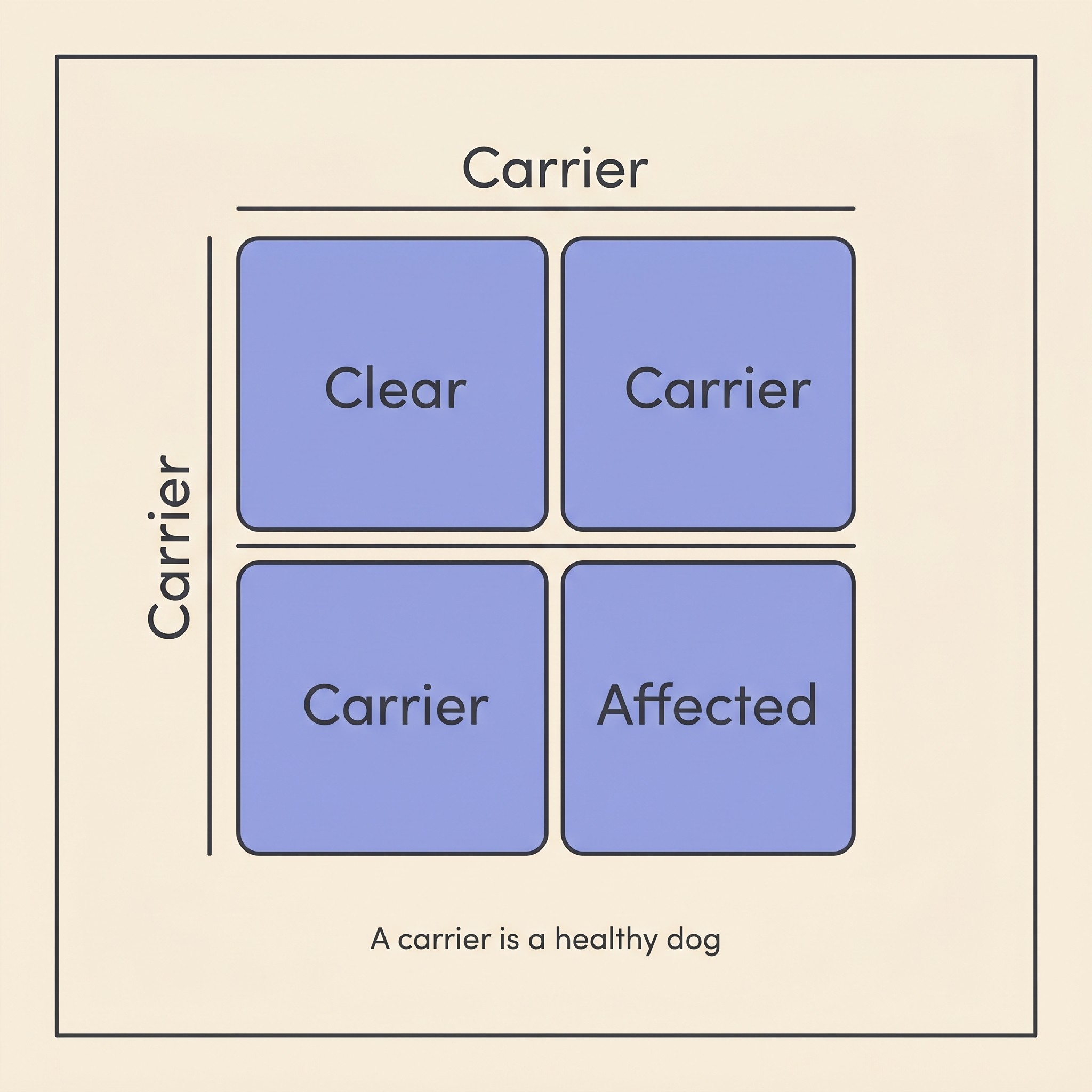 Inheritance square showing two carrier dog parents producing puppies in the ratio one clear, two carrier, one affected, with the plain-English note that a carrier is a healthy dog