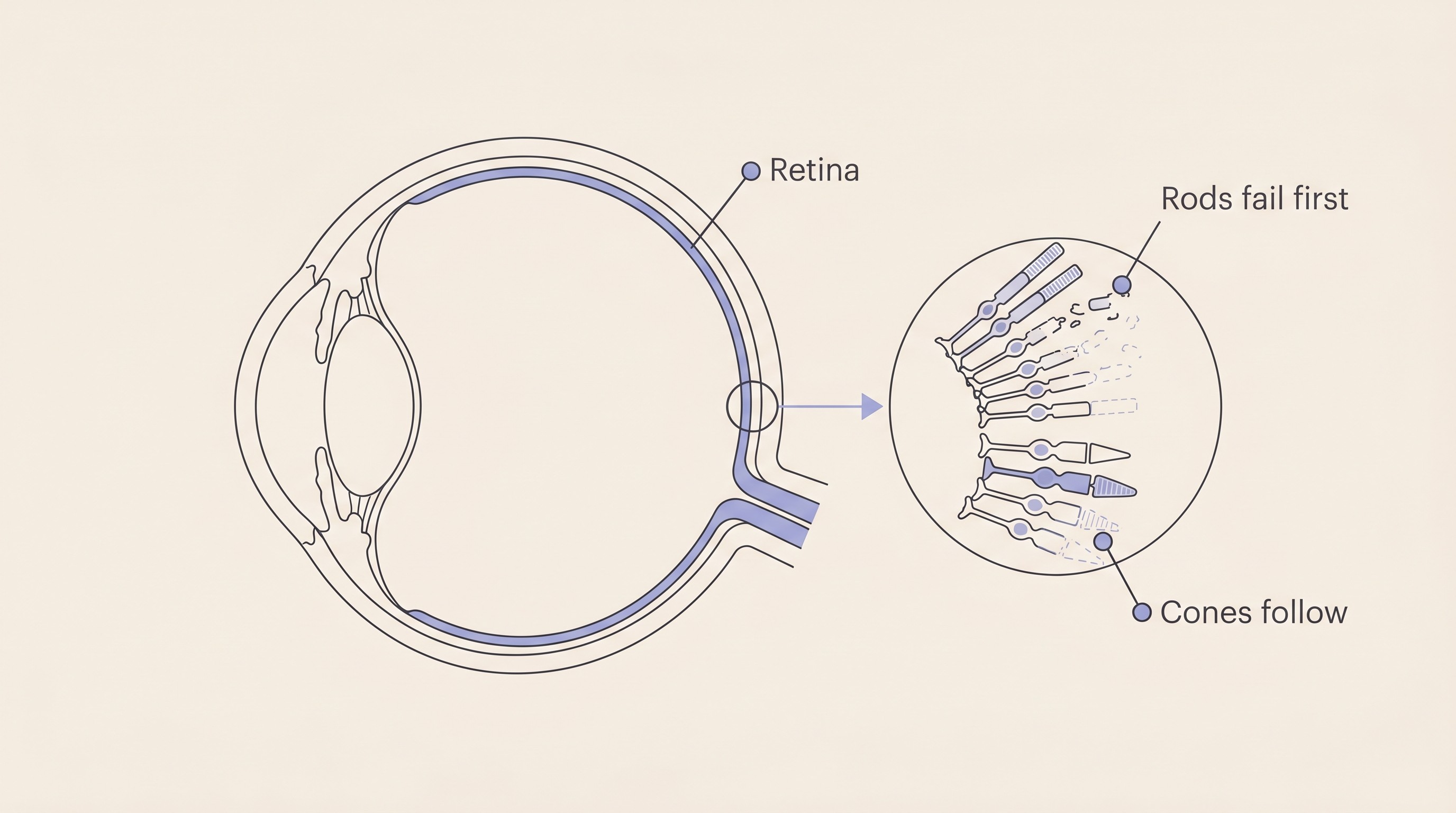 Flat cross-section illustration of a dog's eye on cream, the retina labelled at the back, with rod cells shown breaking down before cone cells, captioned to show rods fail first