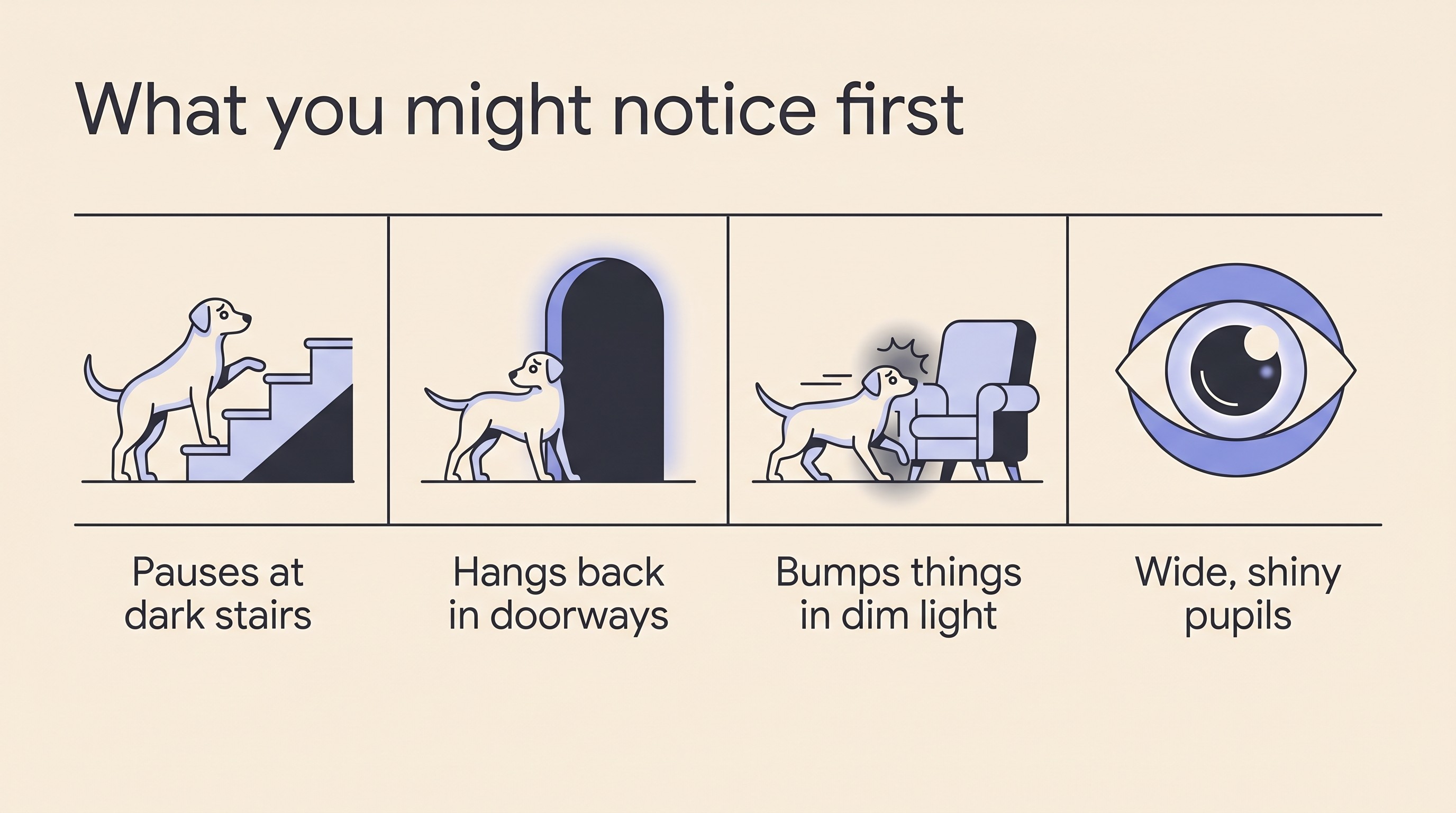 Flat panel on cream titled what you might notice first, with four labelled line icons: a dog pausing at dark stairs, hanging back from a dark doorway, bumping a chair in a dim room, and an eye with a wide pupil and a reflective shine