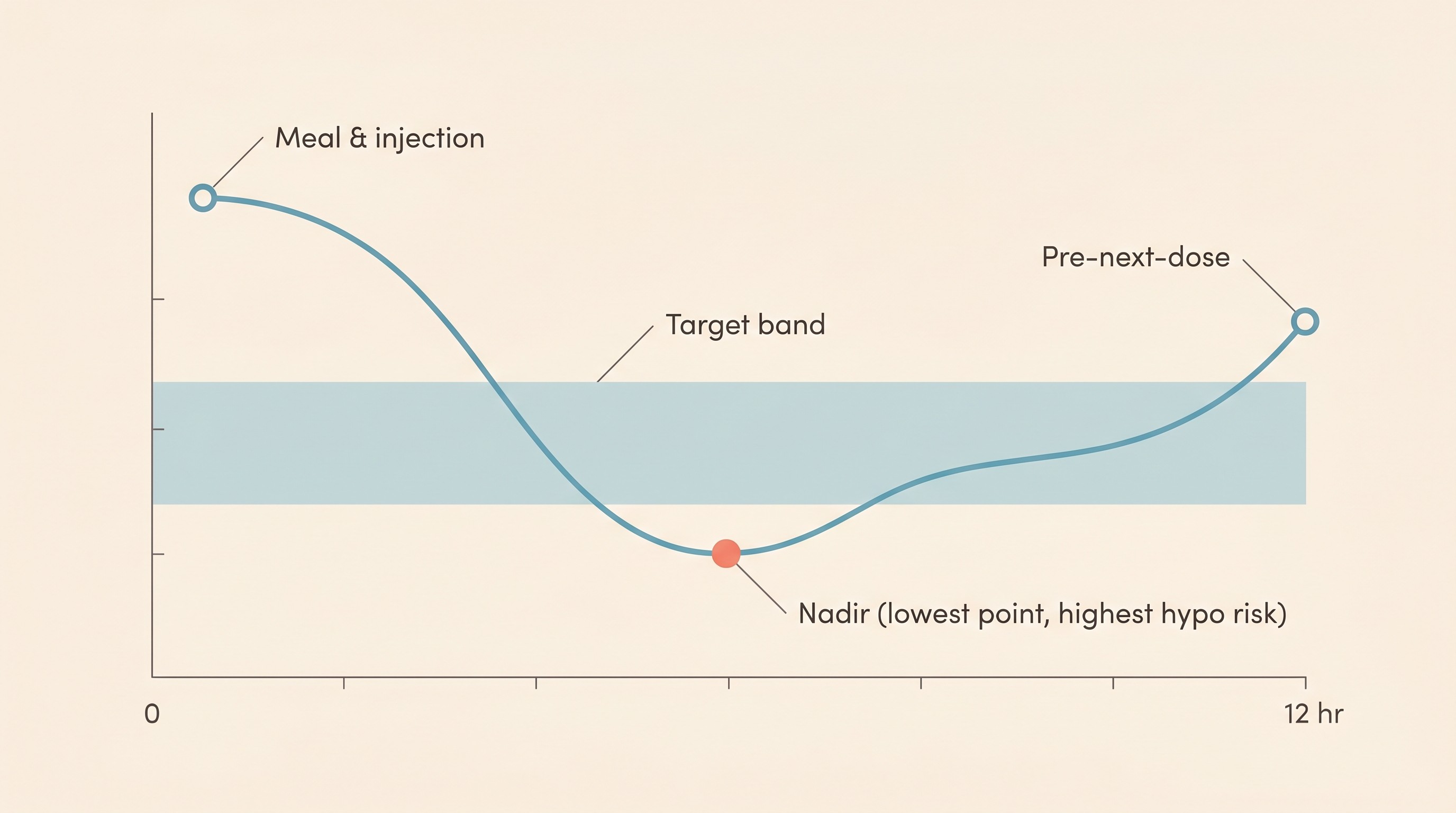 Annotated blood glucose curve across one twelve-hour dosing interval, showing the meal and injection at time zero, the falling and rising line, the nadir labelled as the lowest point and greatest hypo risk, a shaded target nadir band, and the pre-next-dose value marked at the right