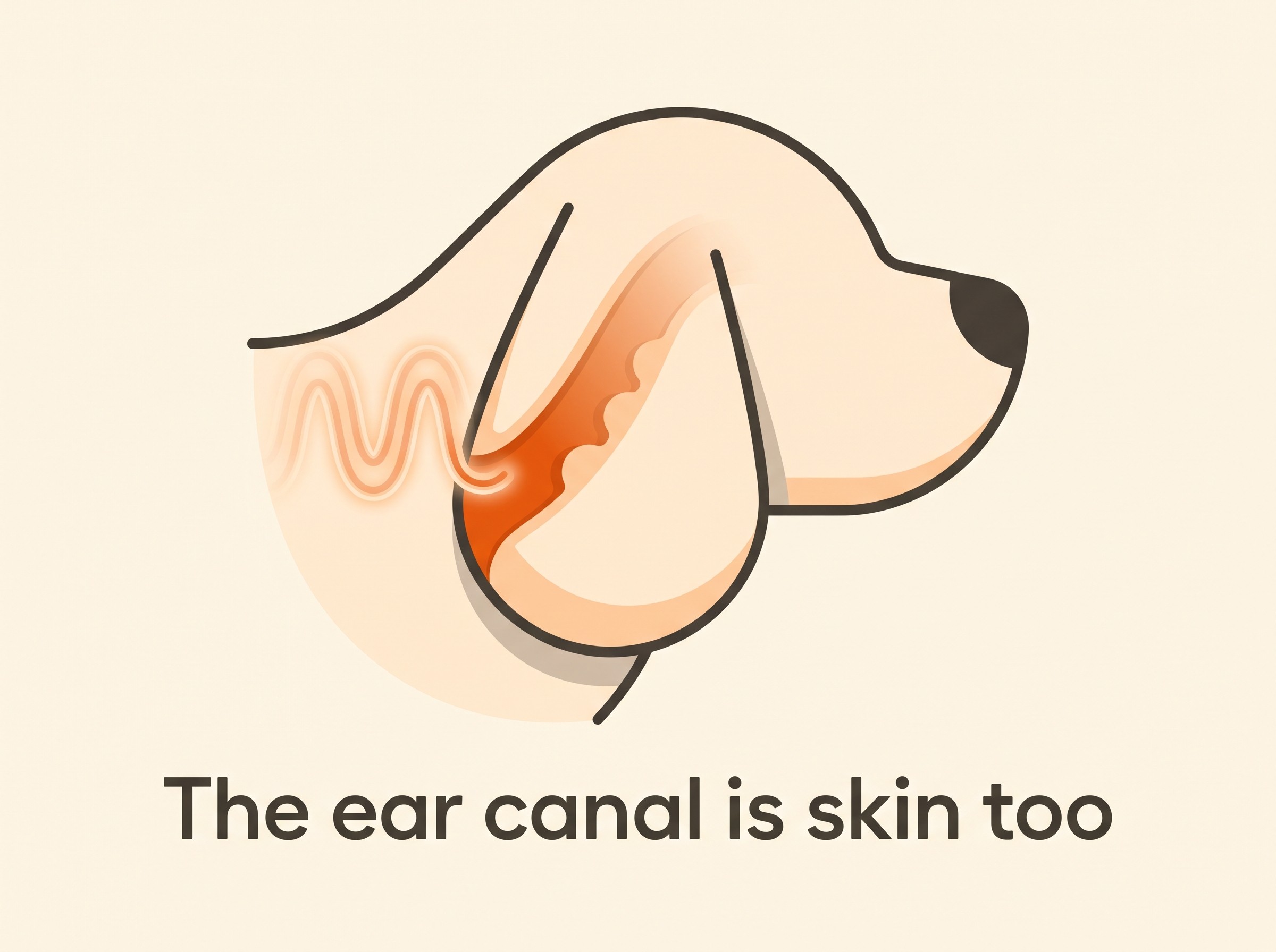The ear canal is skin, so an allergy that inflames skin elsewhere inflames the ear too
