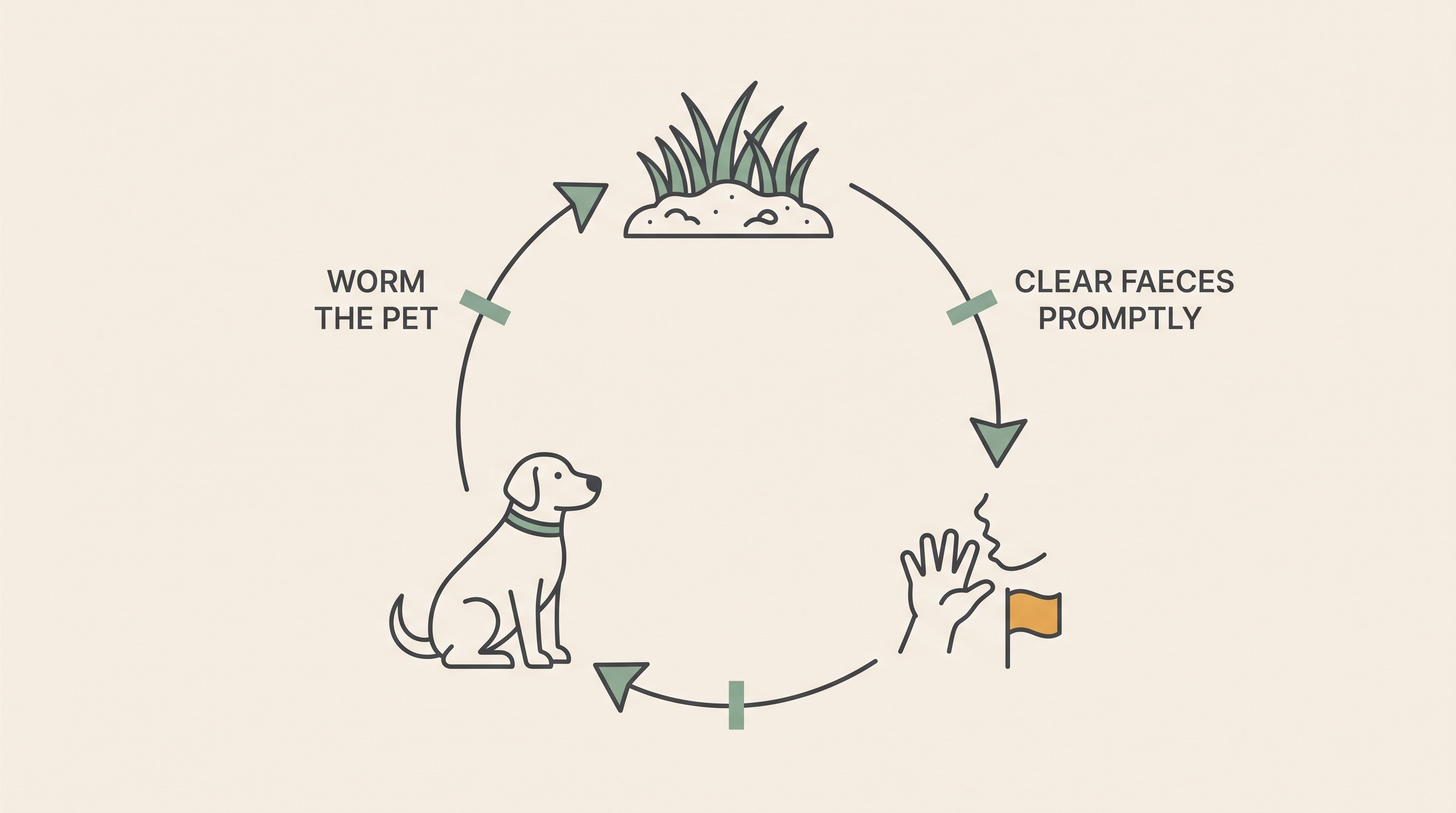 A simple cycle diagram showing pet faeces to soil to a child, with a break-the-cycle marker at worming and at prompt poo pick-up, flat vector on cream with sage and one restrained amber accent.