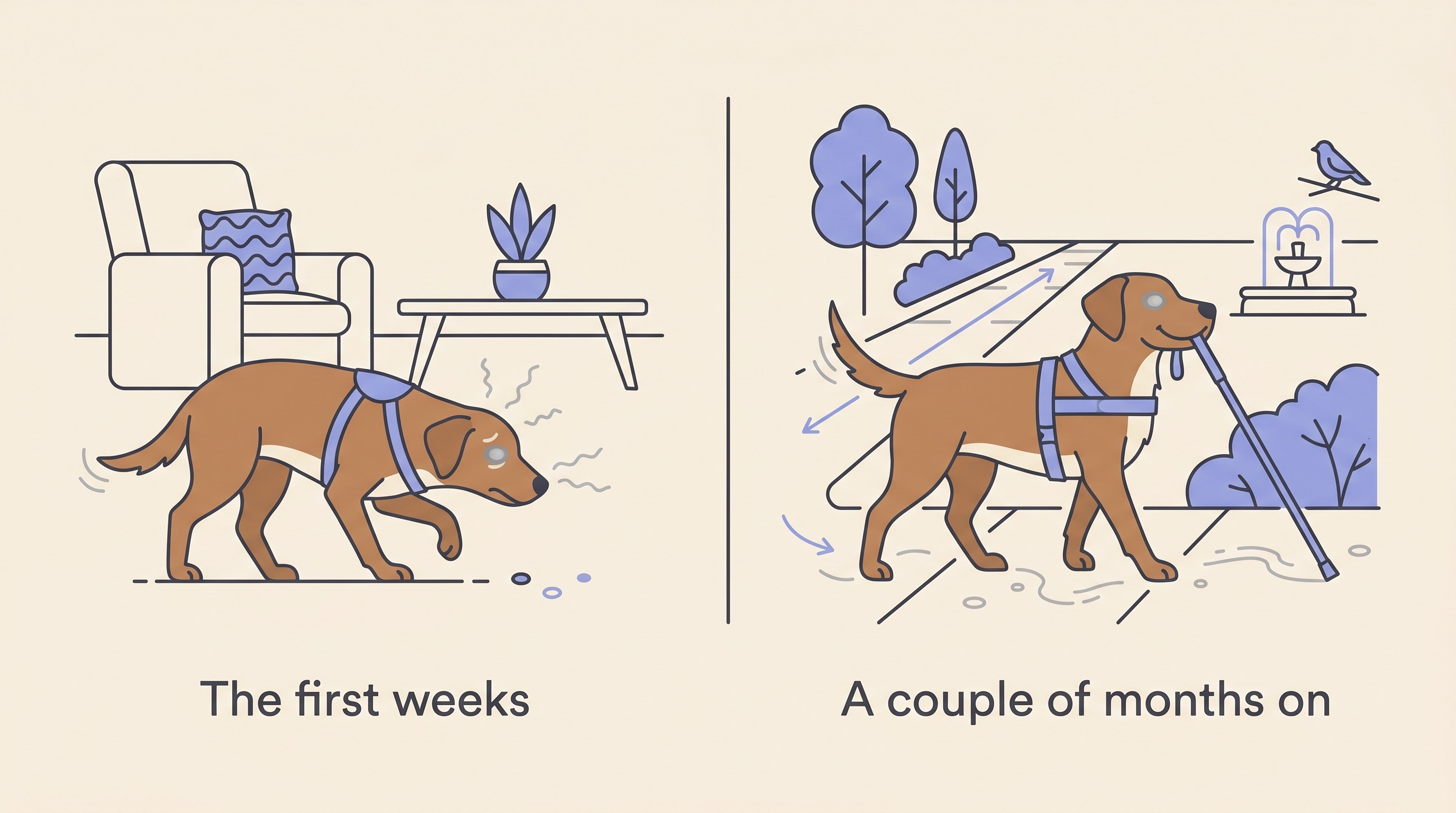 Two-panel illustration: a dog hesitant near furniture in the early weeks, then walking confidently along a familiar route a couple of months later