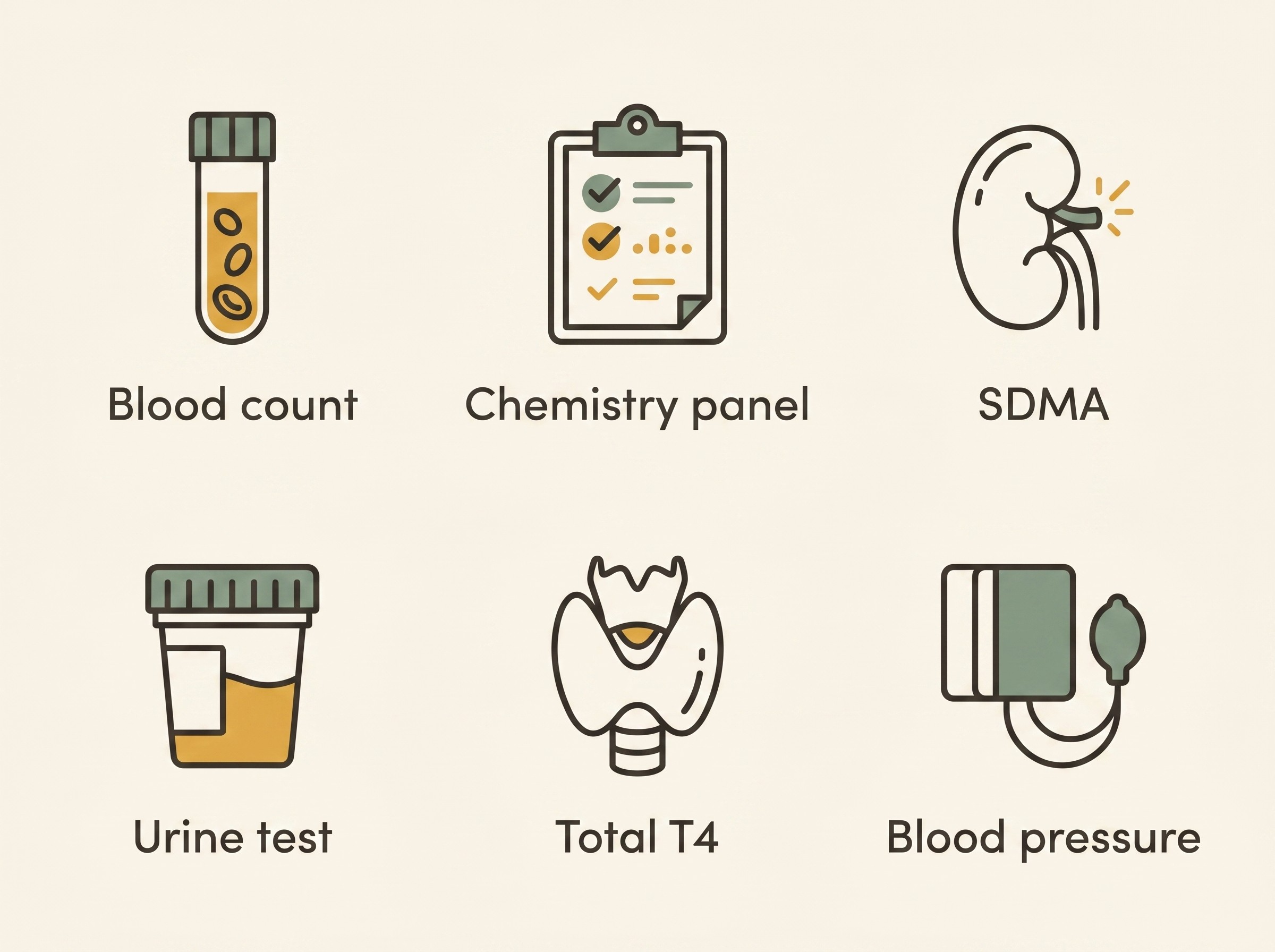 A clear panel showing the senior screening tests as a labelled grid, each with a one-line "what it looks for": the blood count (anaemia, infection), the chemistry panel (kidney, liver, sugar, proteins), SDMA (early kidney change), the urine test (concentration, protein, sugar), total T4 (thyroid), and blood pressure (the silent one).