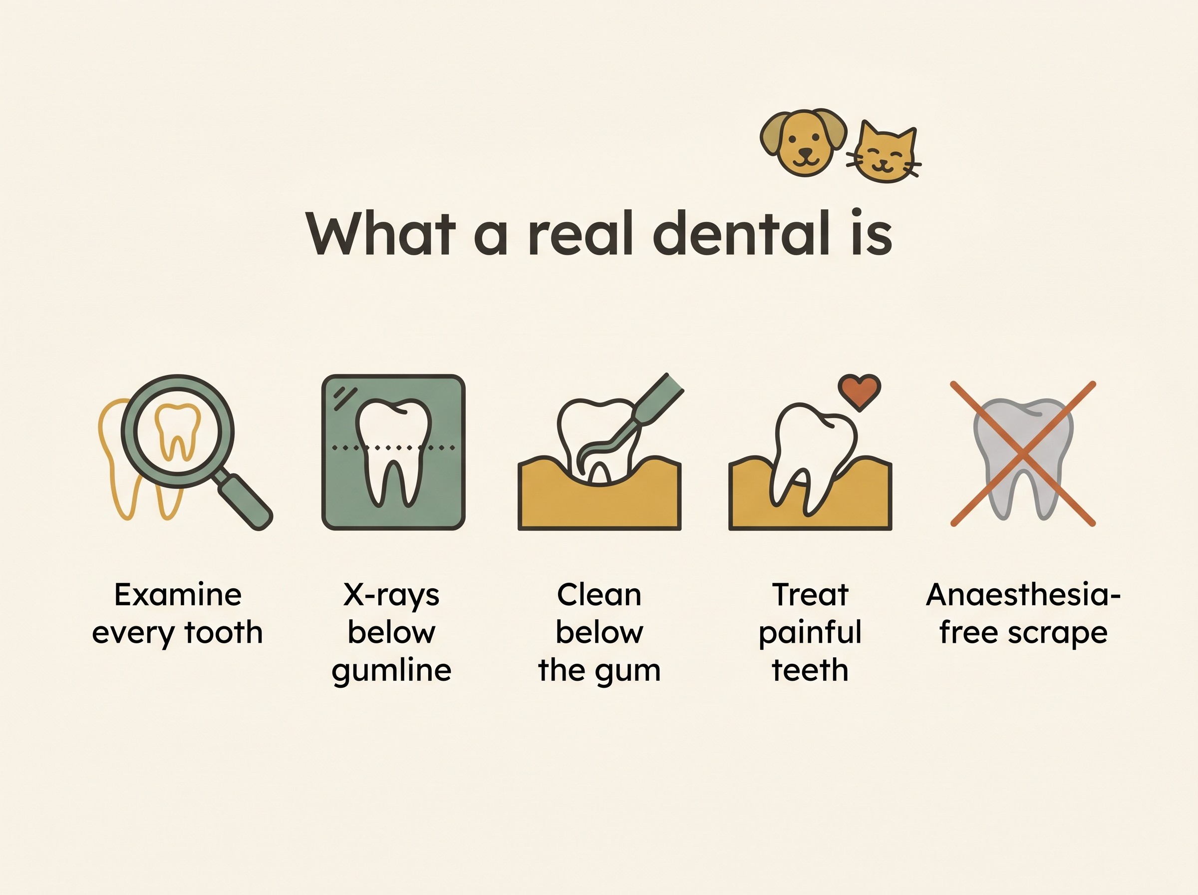 A flat-vector explainer titled "What a real dental is" showing four labelled steps for a dog and cat under safe anaesthetic, "examine and probe every tooth", "dental x-rays below the gumline", "clean above and below the gum", "treat or remove painful teeth", set beside a crossed-out "anaesthesia-free scrape" that only touches the visible crown.