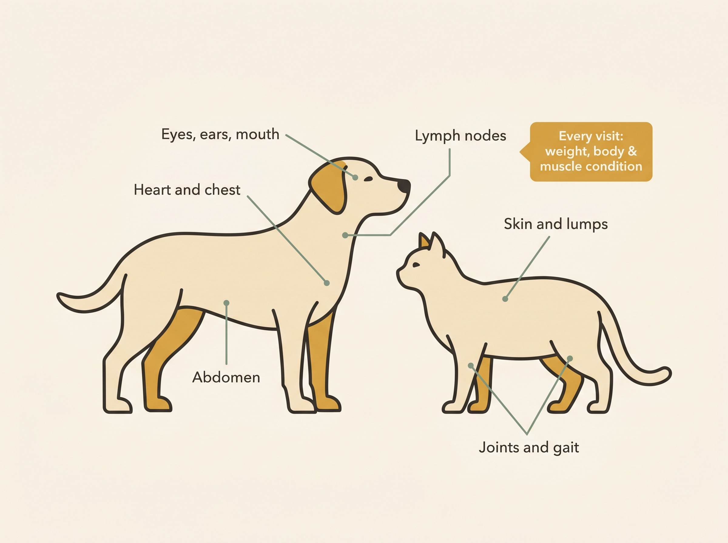 A nose-to-tail diagram of what the vet checks at a senior exam, labelled around an outline of a dog and a cat: eyes, ears and mouth or teeth at the head; heart and chest; abdomen palpation; lymph nodes; skin and lumps; and the joints and gait at the legs, with weight, body condition and muscle condition flagged as checked every visit.