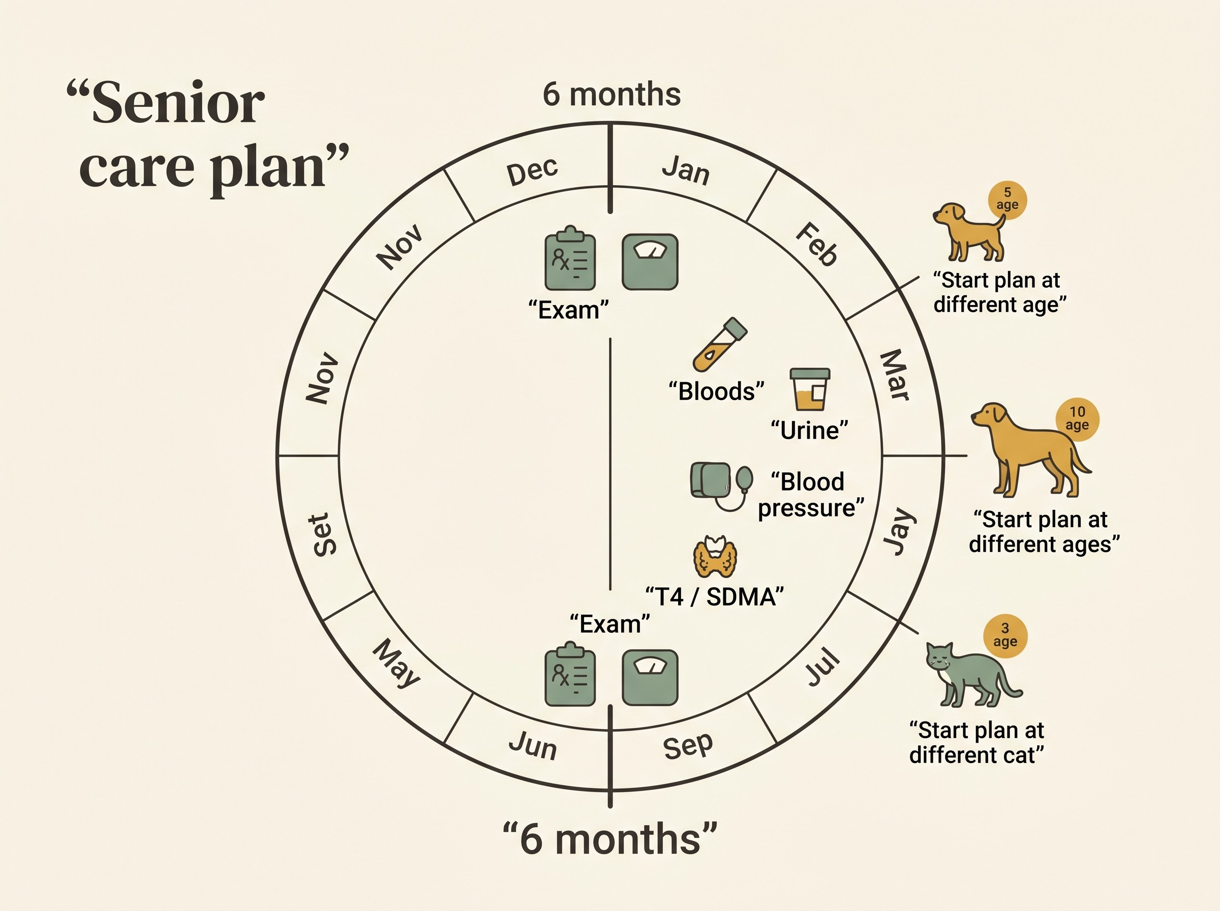 A clear twice-yearly senior care plan laid out as a calendar wheel: two main visits six months apart, each marked with a physical exam, weight and body condition, with the bigger visit also carrying the bloods, urine test, blood-pressure reading and total T4 or SDMA. Small dog, large dog and senior cat are shown beginning the plan at different ages.