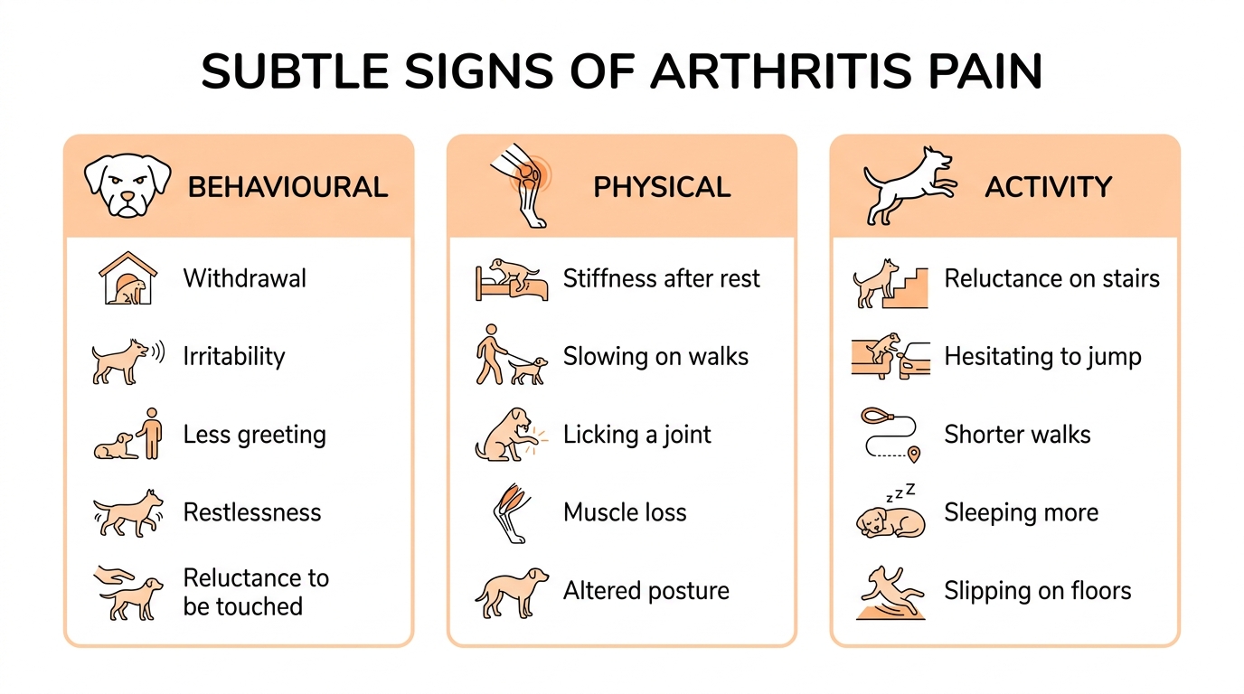A three-column infographic titled Subtle signs of arthritis pain, grouped into Behavioural, Physical and Activity, each with a short list and simple icons