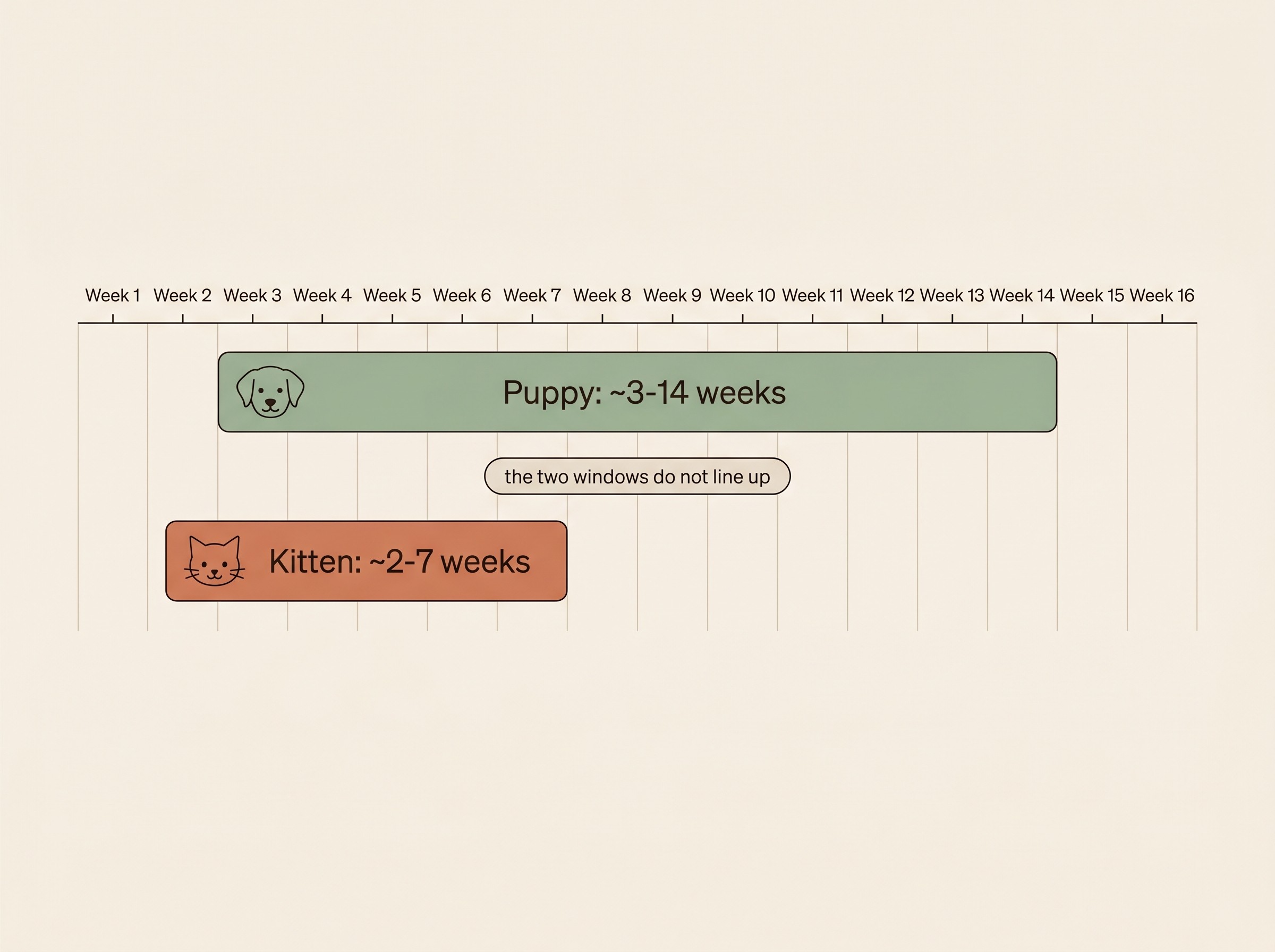 A diagram comparing the puppy sensitive period of roughly three to fourteen weeks with the earlier, shorter kitten period of roughly two to seven weeks, shown as two overlapping timelines on a cream background