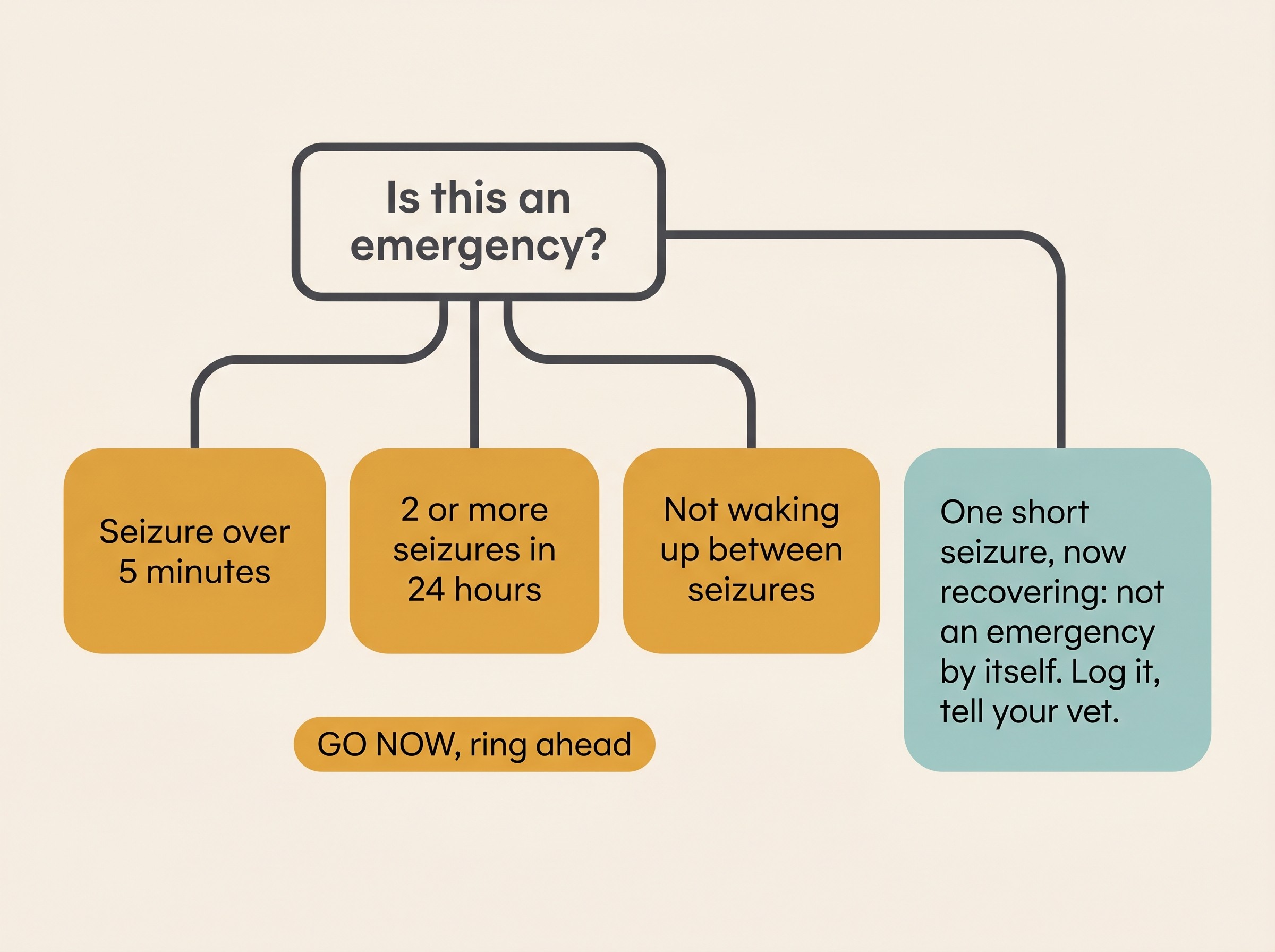 A simple decision flowchart on a calm cream background. A single box at the top reads "Is this an emergency?" Three branches lead down to amber-highlighted "GO NOW, ring ahead" boxes labelled "Seizure over 5 minutes", "2 or more seizures in 24 hours", and "Not waking up between seizures". A separate softer branch reads "One short seizure, now recovering: not an emergency by itself. Log it, tell your vet."