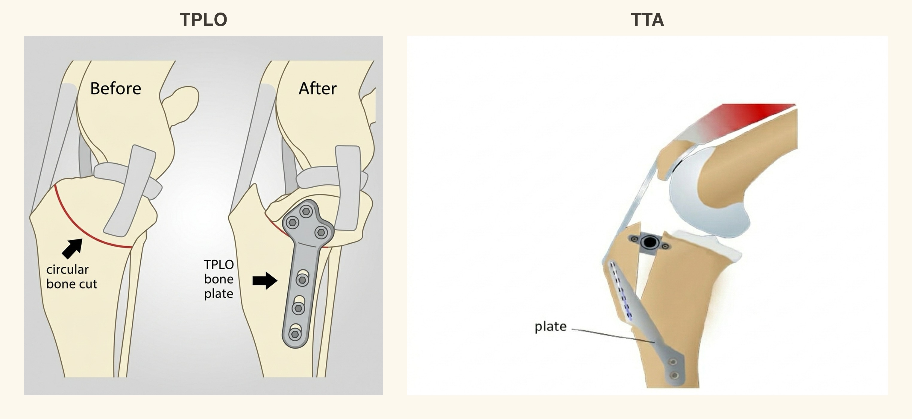 Side-by-side schematic of a dog stifle showing TPLO levelling the tibial plateau slope versus TTA advancing the tibial tuberosity forward