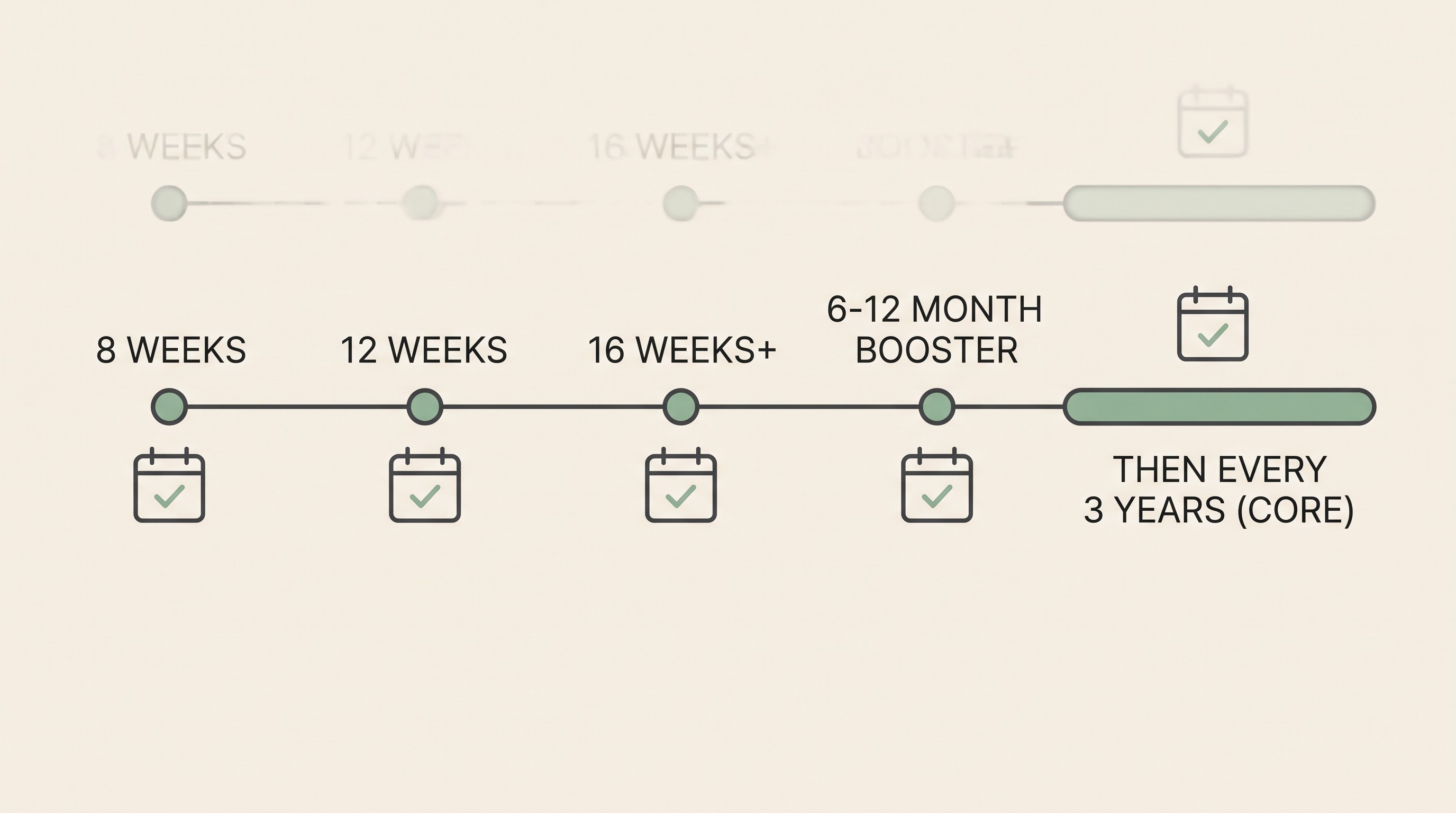 A simple horizontal timeline strip reading 8 WEEKS, 12 WEEKS, 16 WEEKS PLUS, 6 TO 12 MONTH BOOSTER, then THEN EVERY 3 YEARS (CORE)