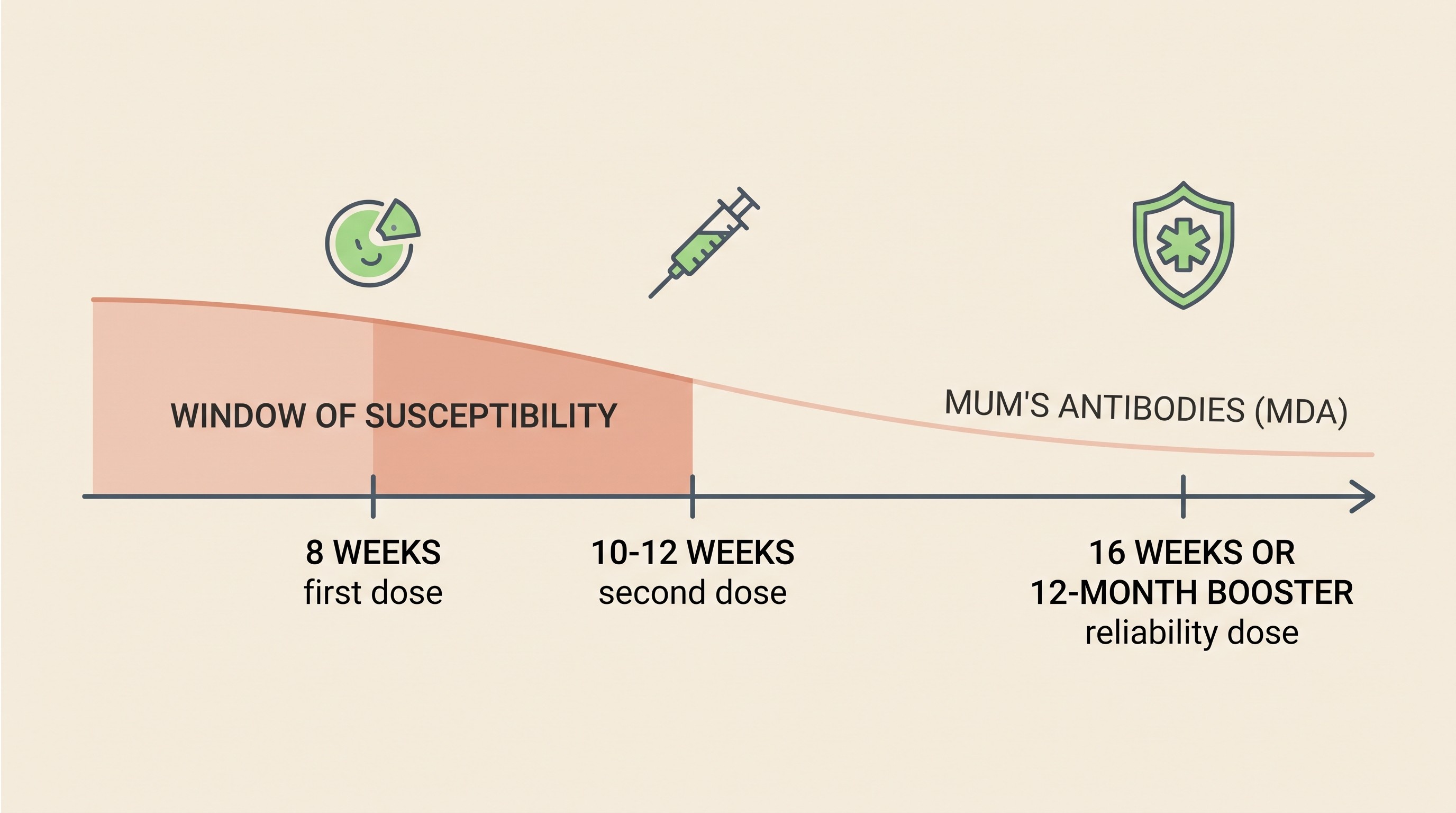 A clear flat-vector timeline showing a puppy vaccination course: a first dose at about 8 weeks, a second at about 10 to 12 weeks, and a reliability dose at 16 weeks or the 12-month booster, with a shaded band labelled the window of susceptibility.