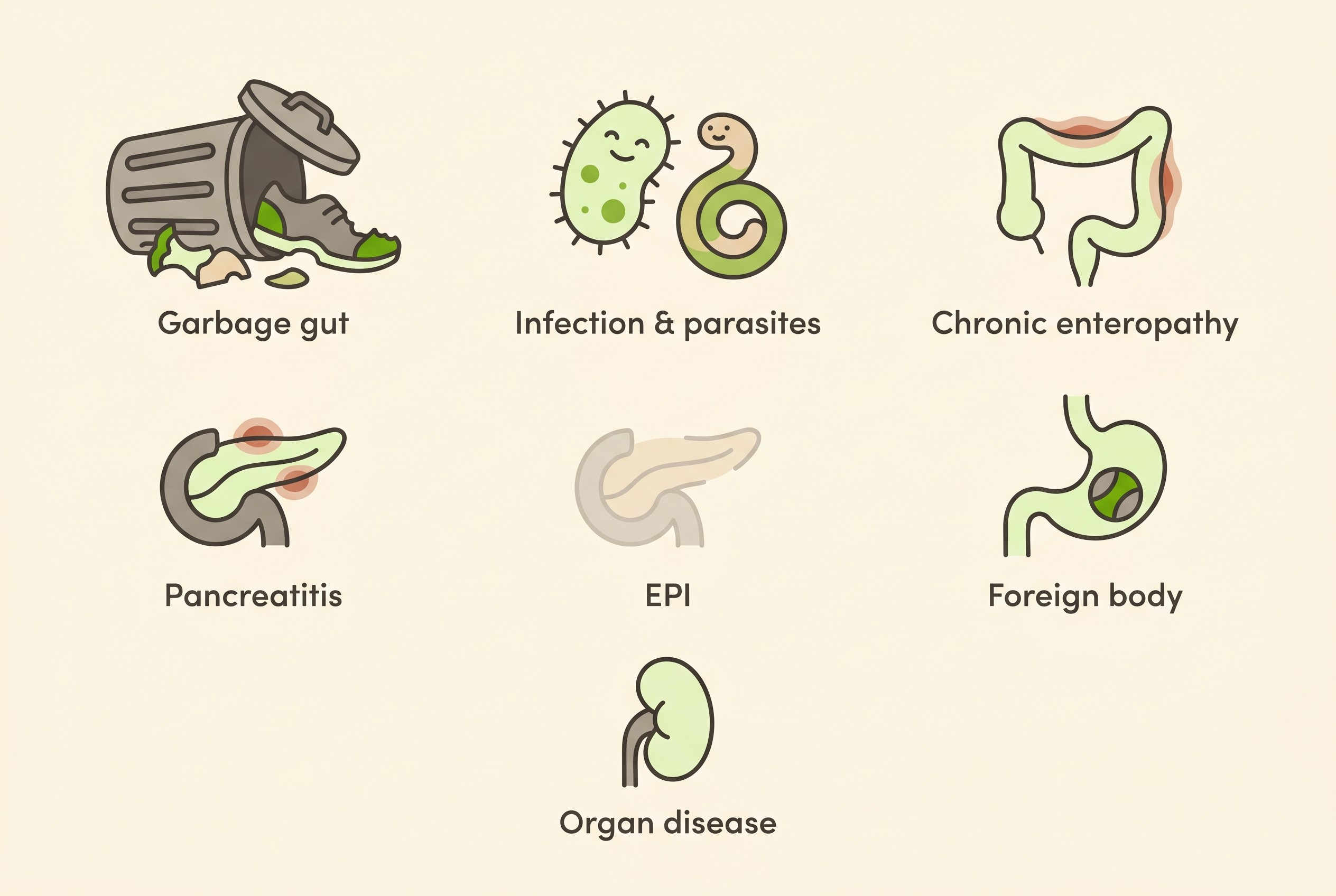 A flat-icon panel on cream showing the common causes of vomiting and diarrhoea: a chewed shoe, a microbe and worm, an inflamed gut loop, a pancreas, a depleted pancreas, a swallowed toy, and a kidney