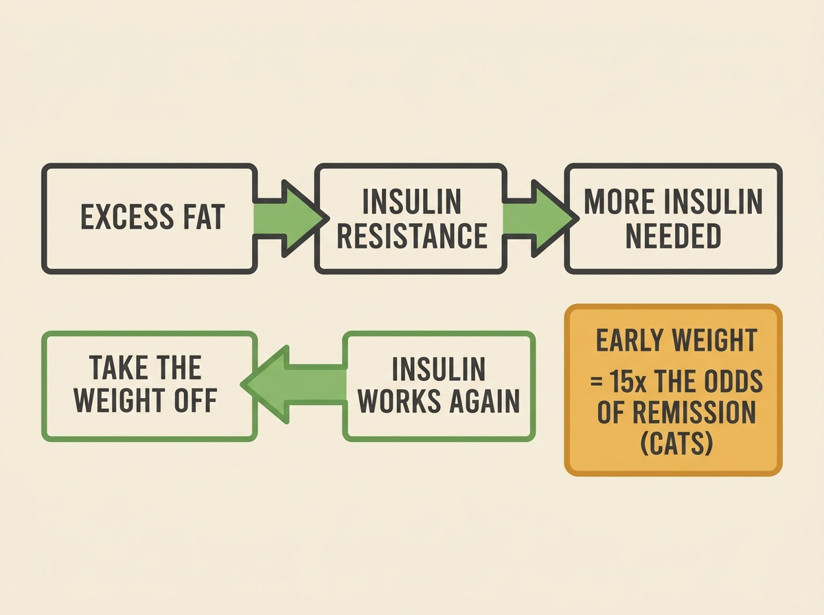 A two-step strip showing excess fat leading to insulin resistance and more insulin needed, with a reverse arrow showing take the weight off leading to insulin works again, beside a honey-amber stat tile reading early weight loss about 15 times the odds of remission in cats