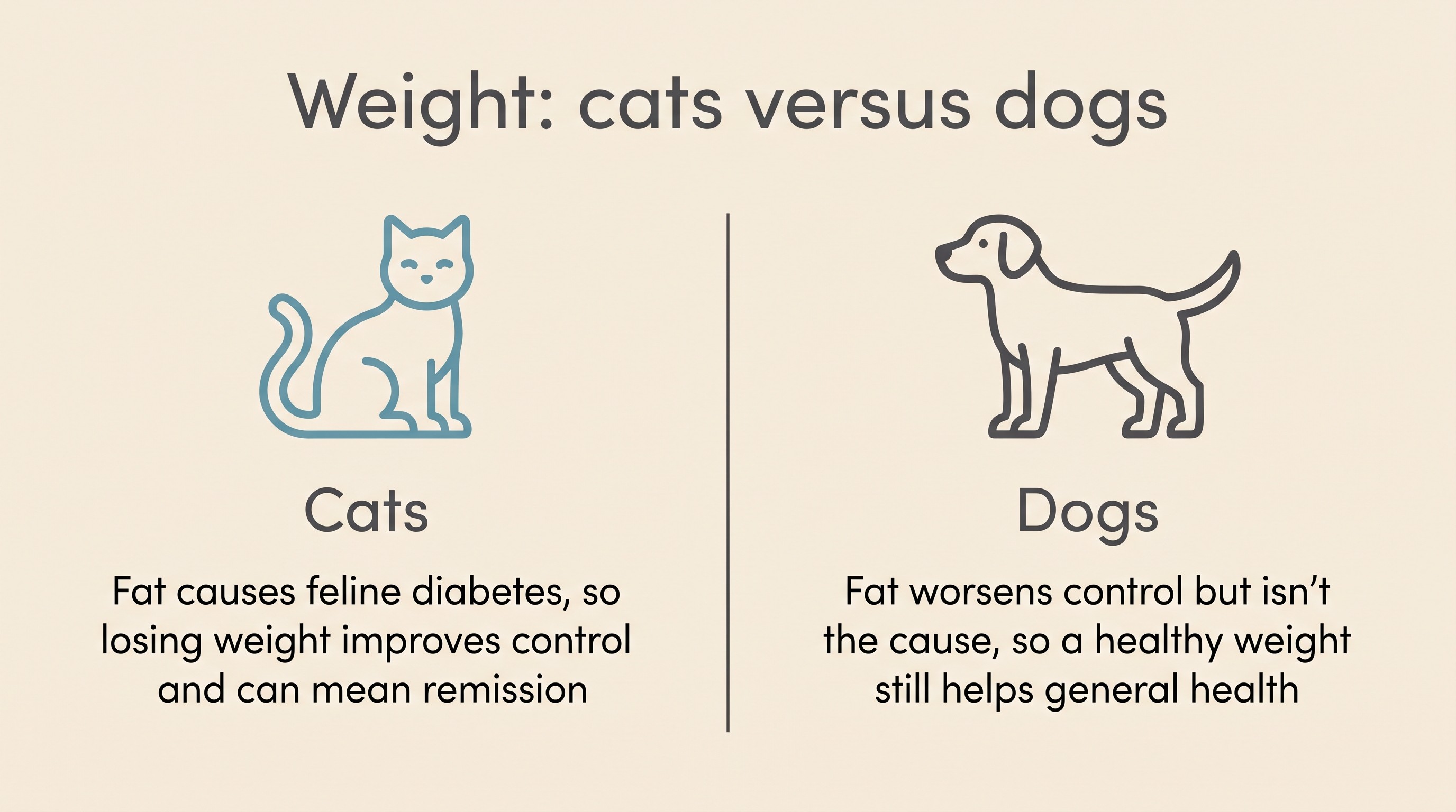 Two-column comparison panel on a cream background headed "Weight: cats versus dogs". Left column "Cats": "Fat causes feline diabetes, so losing weight improves control and can mean remission". Right column "Dogs": "Fat worsens control but isn't the cause, so a healthy weight still helps general health"