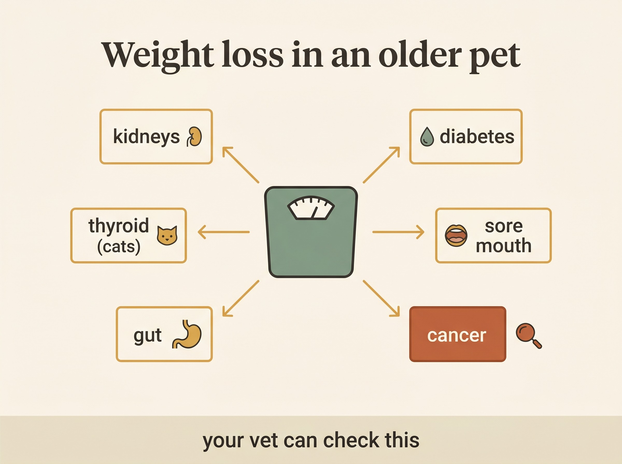 A simple decision panel titled "Weight loss in an older pet", showing a central weighing scale and arrows branching to six labelled routes: kidneys (drinking more), overactive thyroid in cats (eating more, coat scruffy), diabetes (thirsty, hungry), sore mouth (dropping food, bad breath), gut (sickness, loose stools) and cancer (any unexplained loss). Each route ends in the words "your vet can check this".
