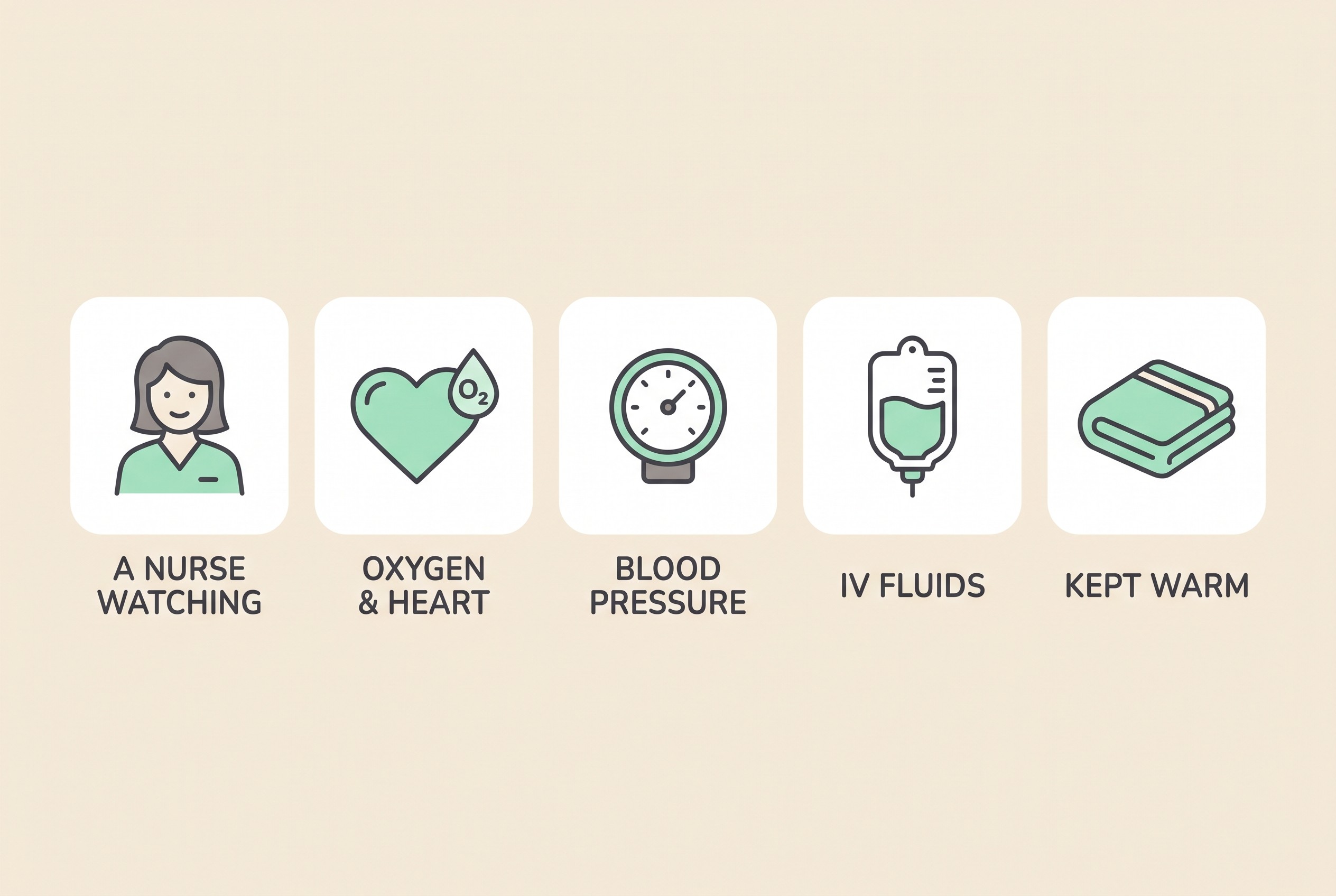Flat vector icon row on a warm cream background, soft charcoal line work with a mint accent. Five simple monitoring icons in a horizontal row, each labelled underneath in soft charcoal capitals: "A NURSE WATCHING", "OXYGEN & HEART", "BLOOD PRESSURE", "IV FLUIDS", "KEPT WARM". Calm and clean, no distress, no clinical gore.