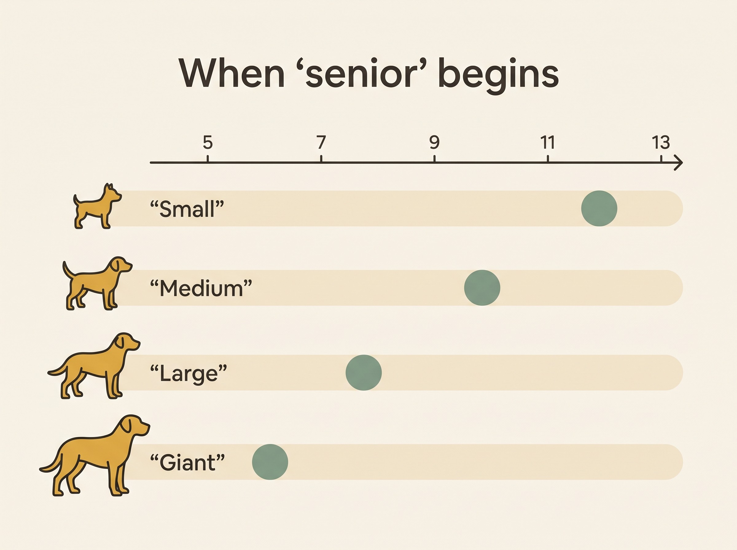 Illustrated timeline showing four dog size bands (small, medium, large, giant) along a horizontal age axis, with a coloured marker on each band showing roughly when "senior" begins: small around 11 to 12, medium around 9 to 10, large around 7 to 8, giant around 6.