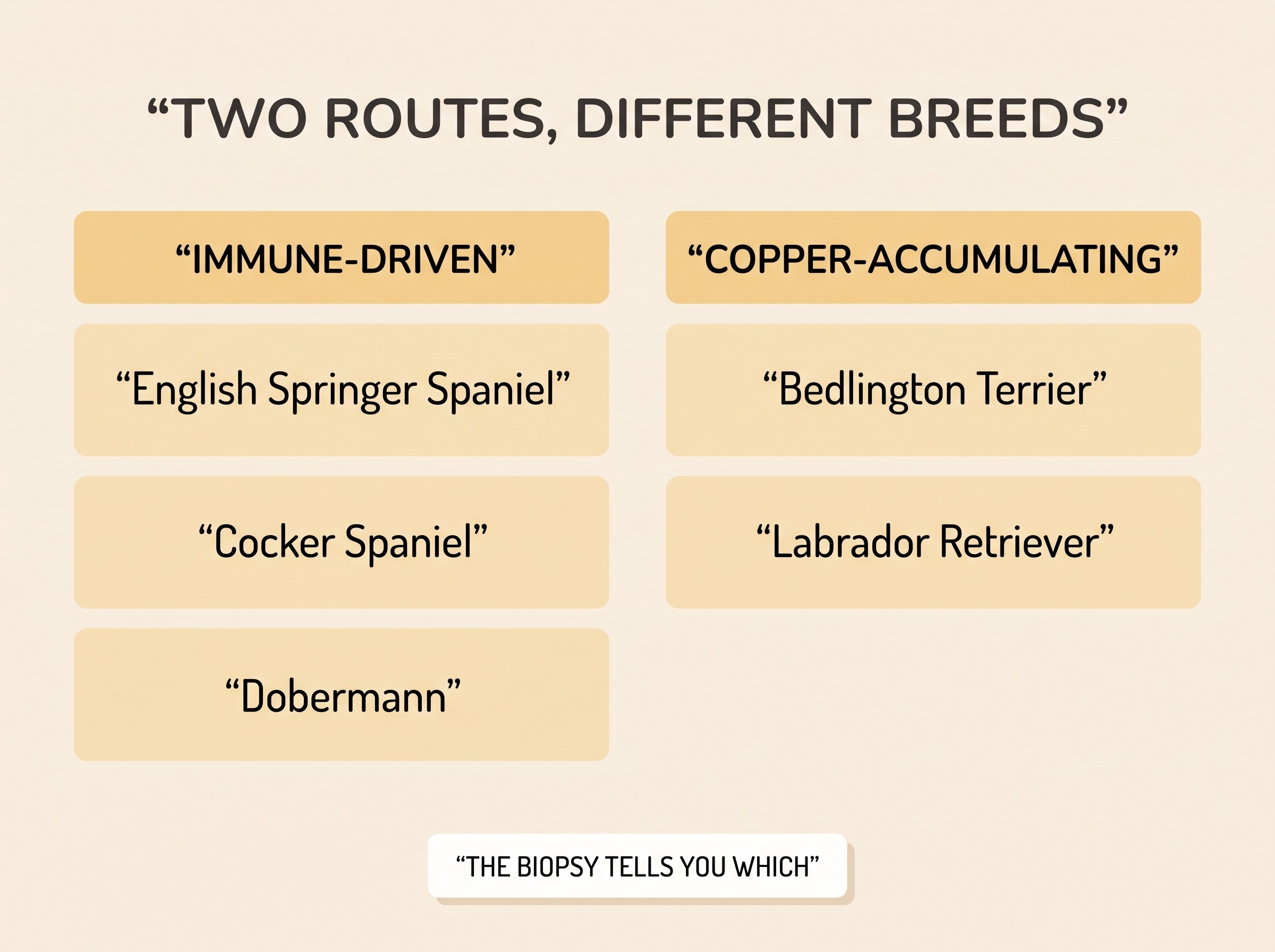 Flat vector diagram on a cream background titled "TWO ROUTES, DIFFERENT BREEDS", split into two amber-accented columns. Left column "IMMUNE-DRIVEN" lists "English Springer Spaniel", "Cocker Spaniel", "Dobermann". Right column "COPPER-ACCUMULATING" lists "Bedlington Terrier", "Labrador Retriever". A footnote card reads "THE BIOPSY TELLS YOU WHICH". Soft charcoal linework, no distressing imagery