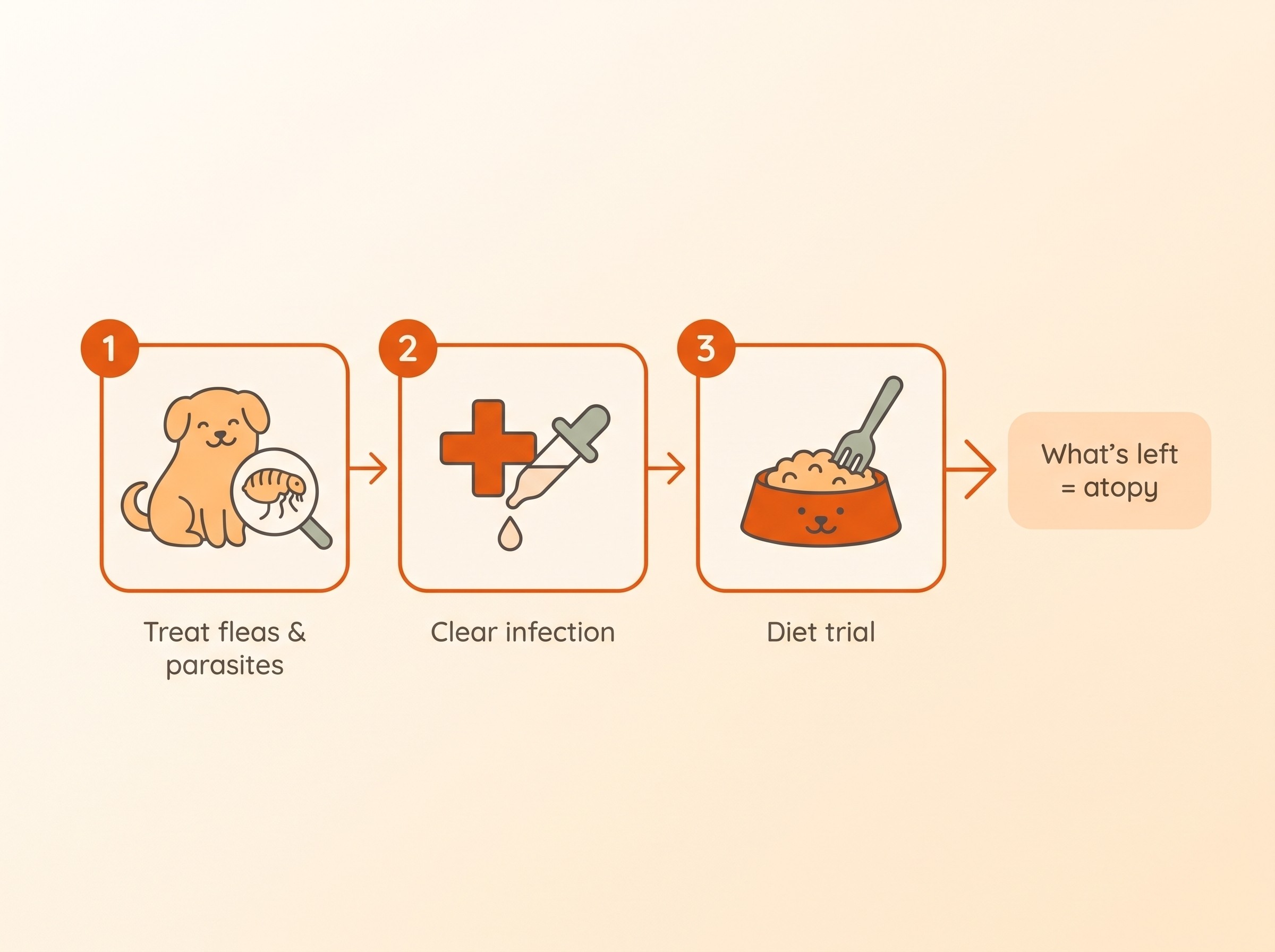 The itch work-up shown as a step-by-step order of elimination on a cream background
