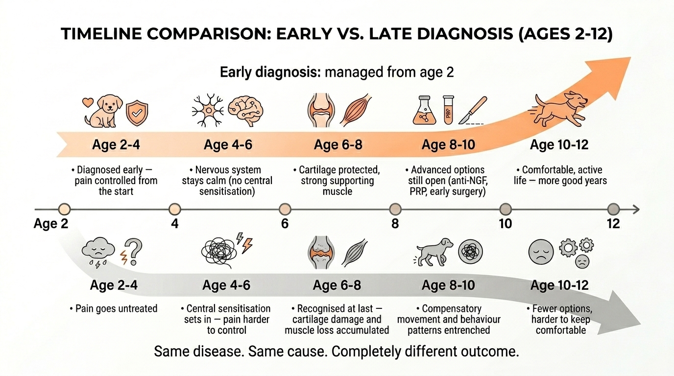 A timeline infographic from age 2 to age 12 comparing two paths: an early-diagnosis path with better outcomes and more options, and a late-diagnosis path with central sensitisation, accumulated damage and fewer options