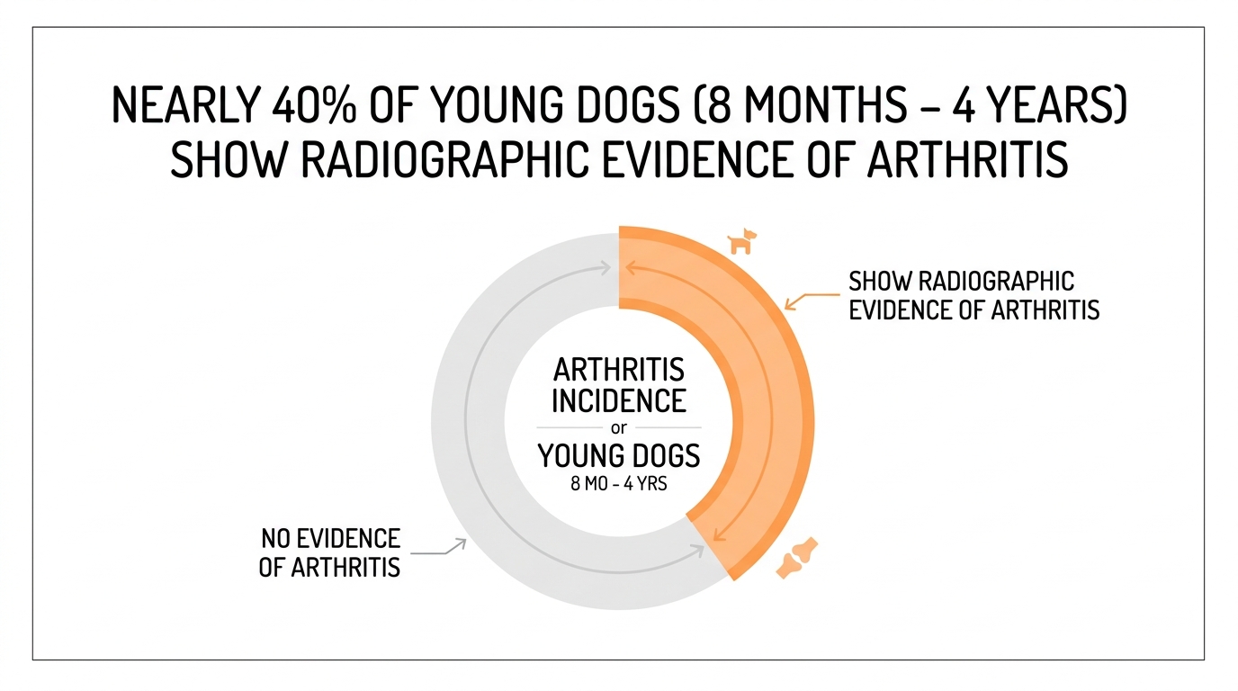 An infographic with a single donut chart, soft orange highlighting roughly 40 percent, headline that nearly 40 percent of young dogs aged 8 months to 4 years show radiographic evidence of arthritis